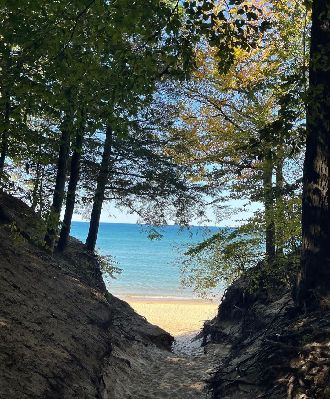Sandy path through a forest opening onto a bright, sunny beach.