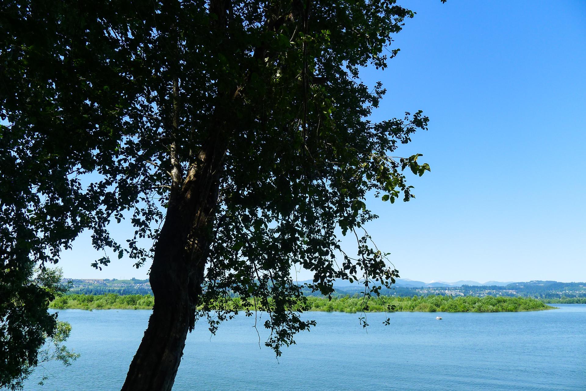A tree trunk and leaves frame a bright blue lake and distant hills.