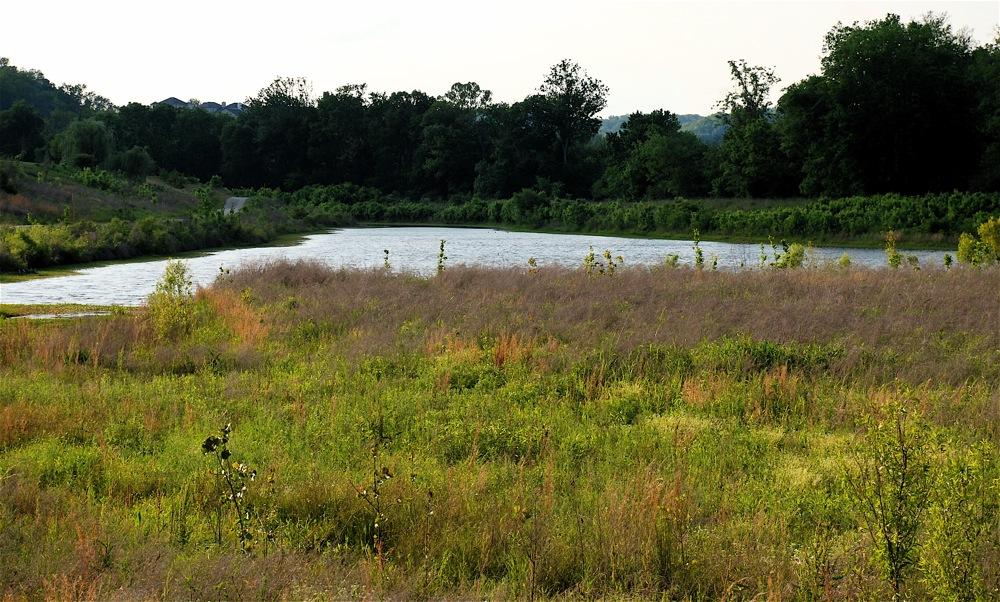 Wide view of a pond surrounded by tall grass and distant trees.