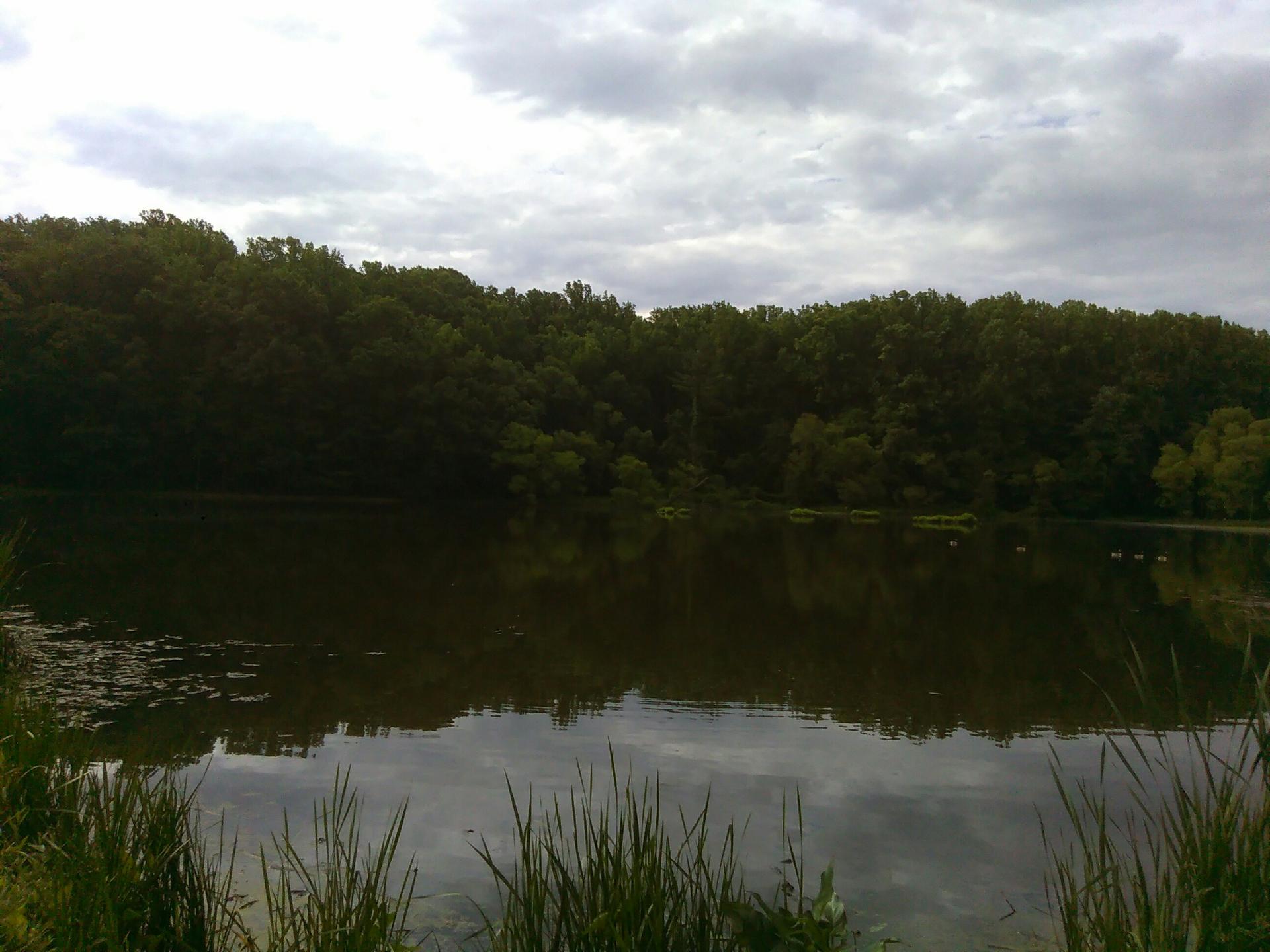 Calm lake reflecting a dense green forest under a cloudy, overcast sky.