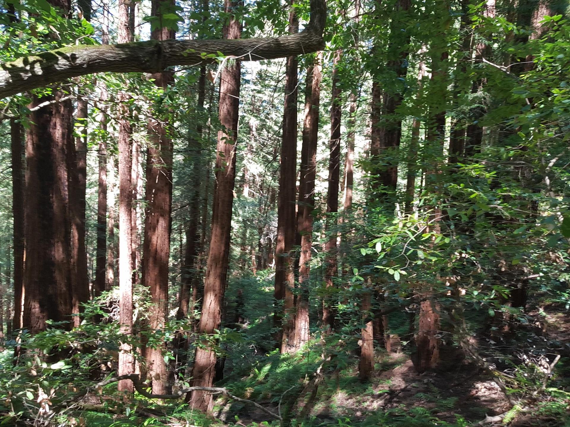Dense forest of tall, slender trees with dappled sunlight filtering through.