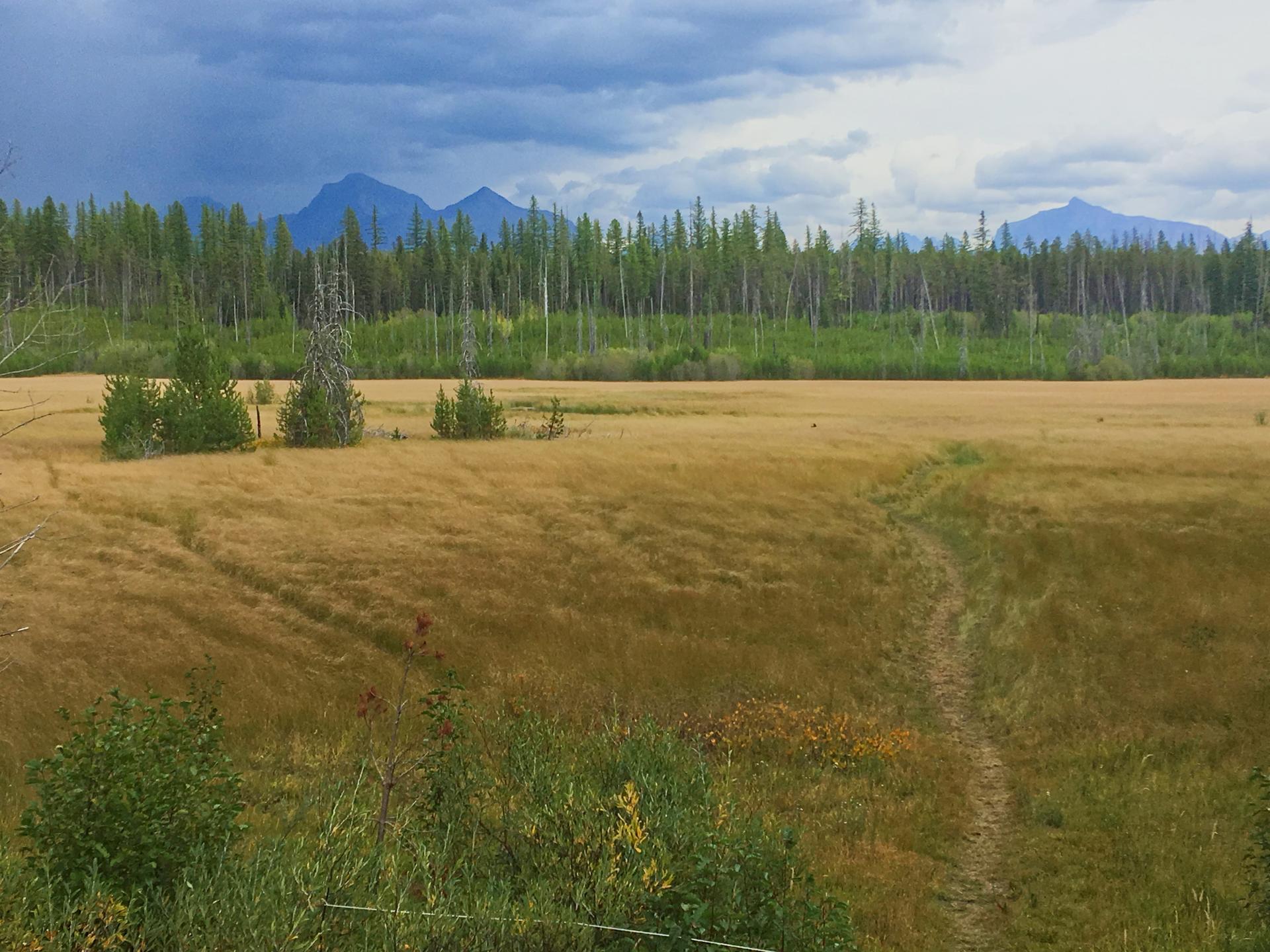 A dirt path through a golden field, leading to a forest and distant mountains.