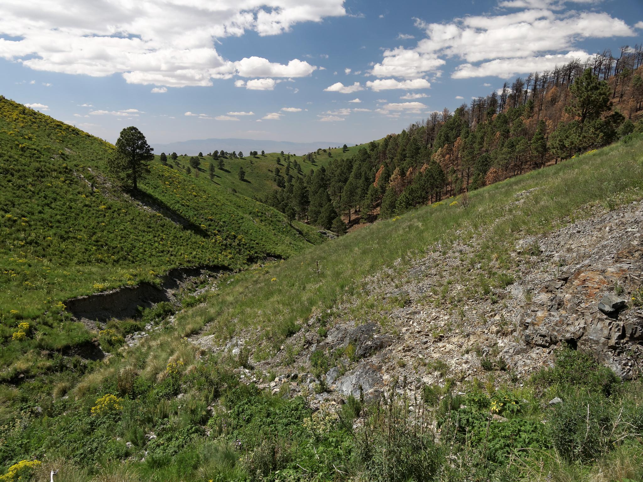 Sunny valley with green and burnt hillsides, a dry creek bed.