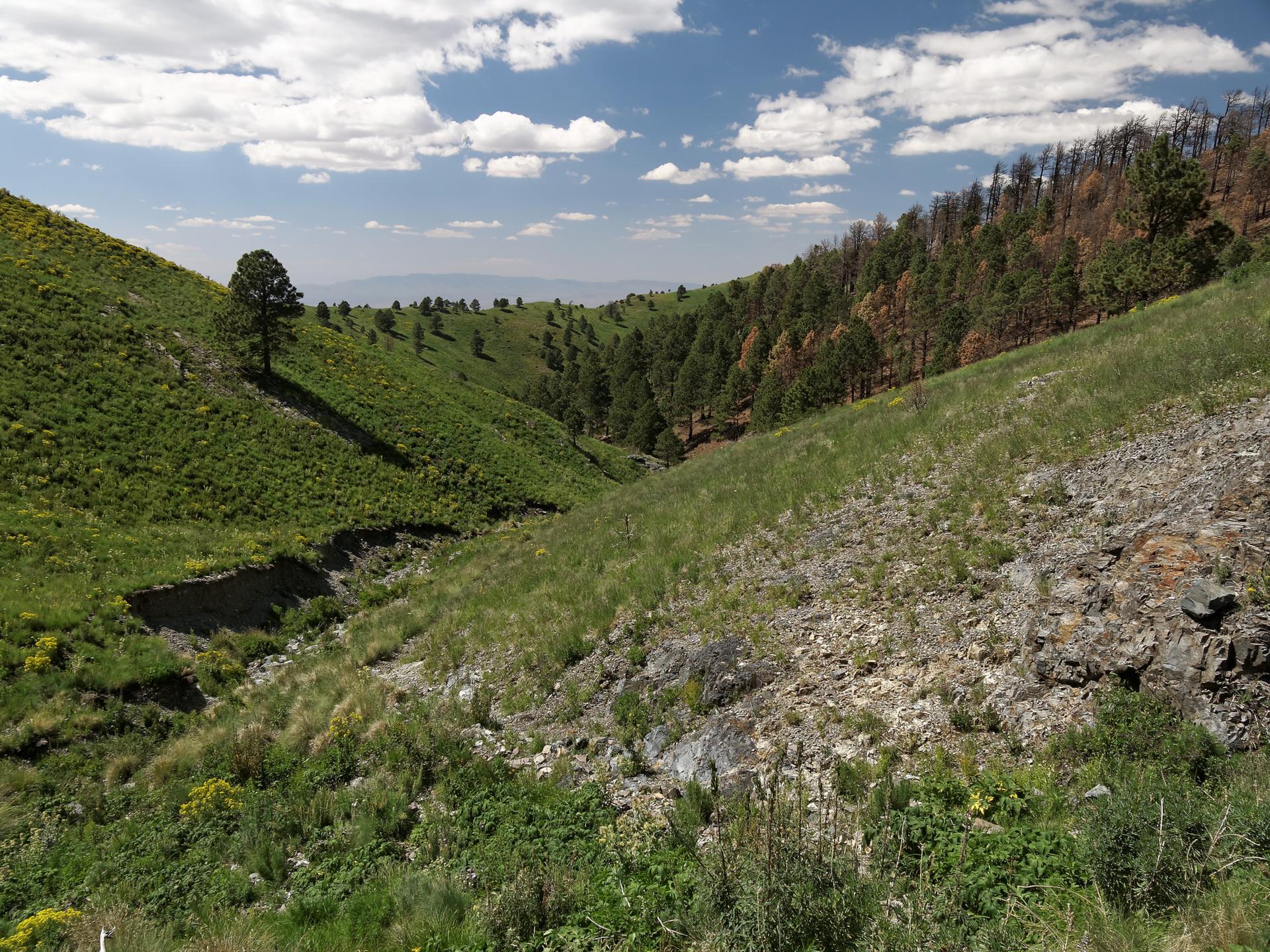 Sunny valley with green and burnt hillsides, a dry creek bed.