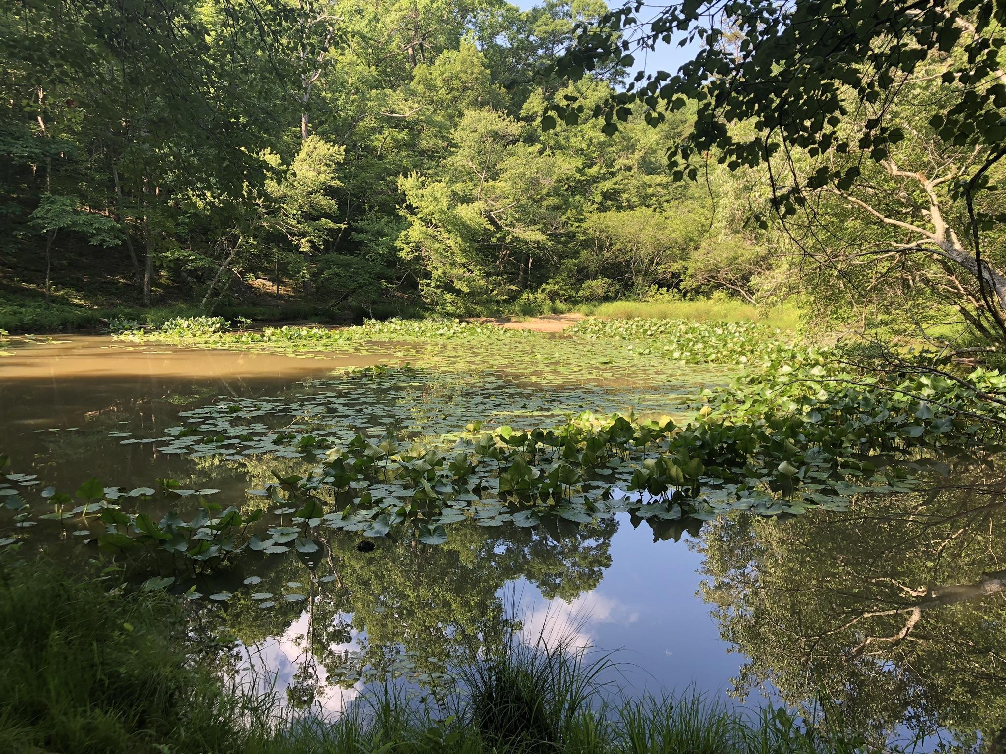 Sunny pond covered in green lily pads, surrounded by lush trees.