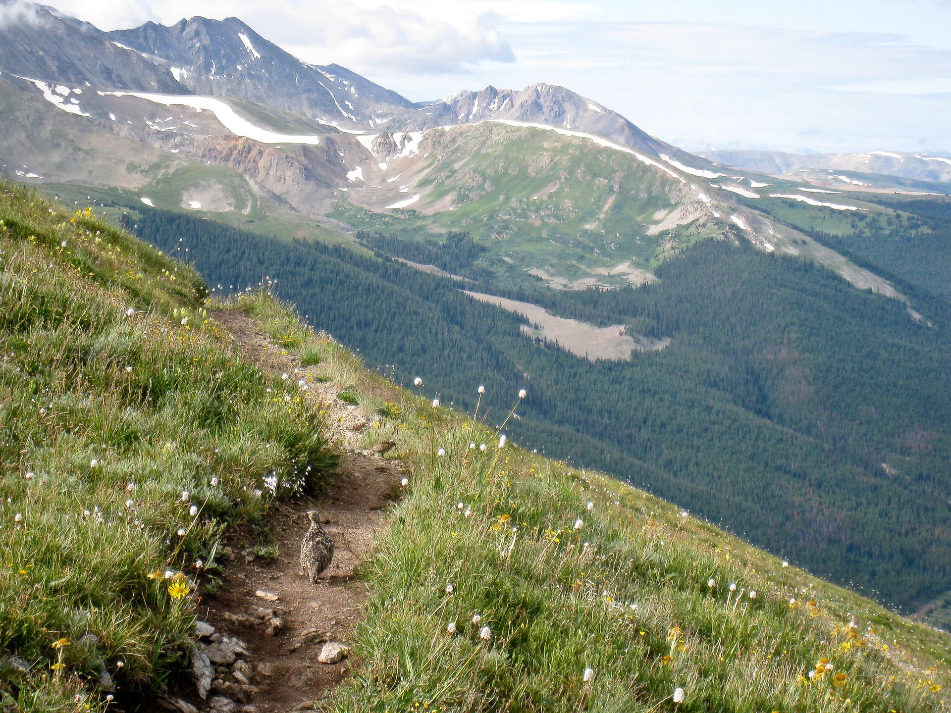 A small bird walks on a narrow dirt trail on a grassy mountain slope.