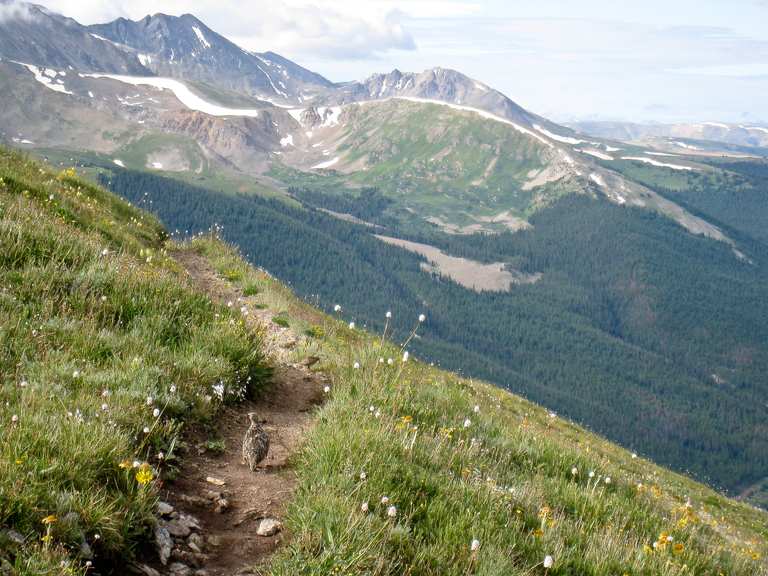 Copper Mountain zu Tenmile Ridge via Wheeler Trail — White River ...