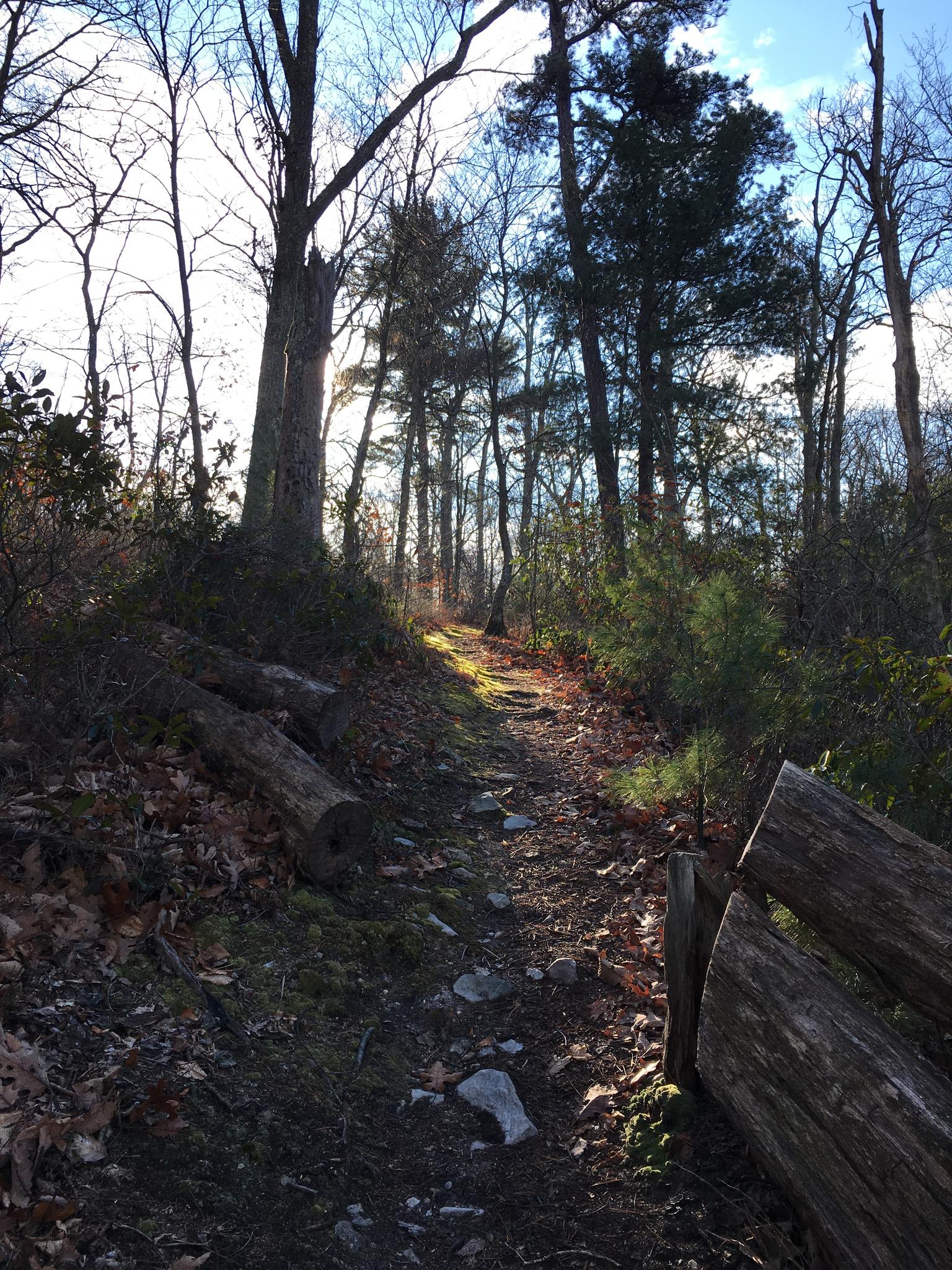 Sunlit forest path winding through bare trees and fallen logs.