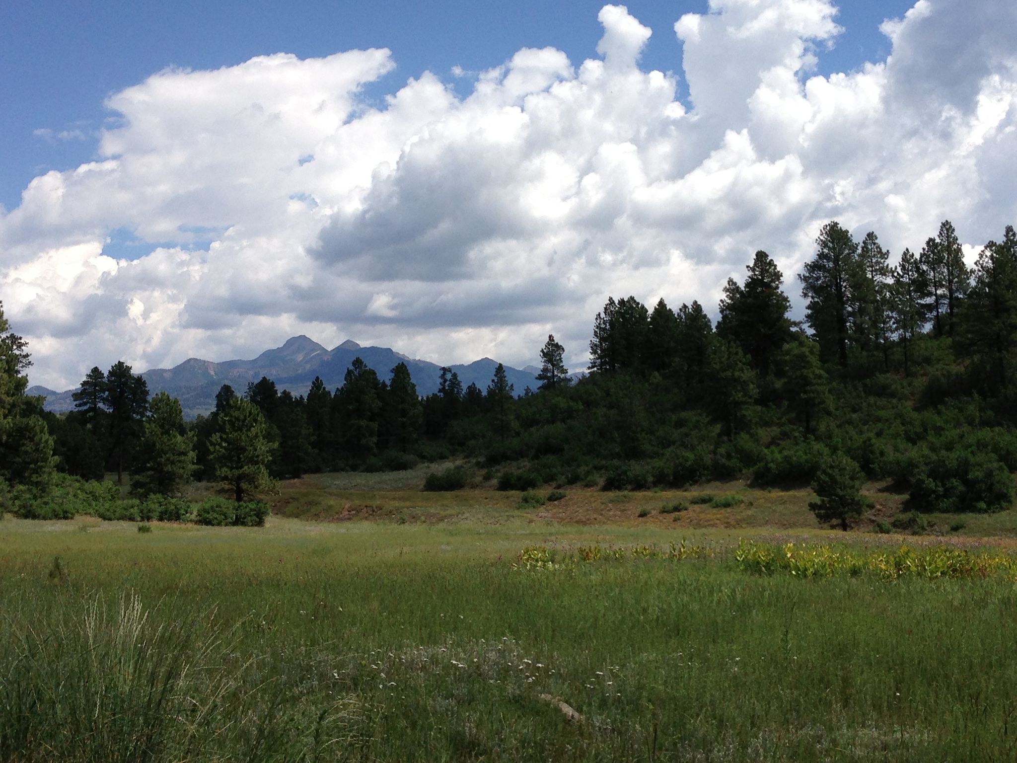 A sunny meadow with pine trees and distant mountains under a cloudy sky. - Turkey Springs Trail loop from Perino Reservoir