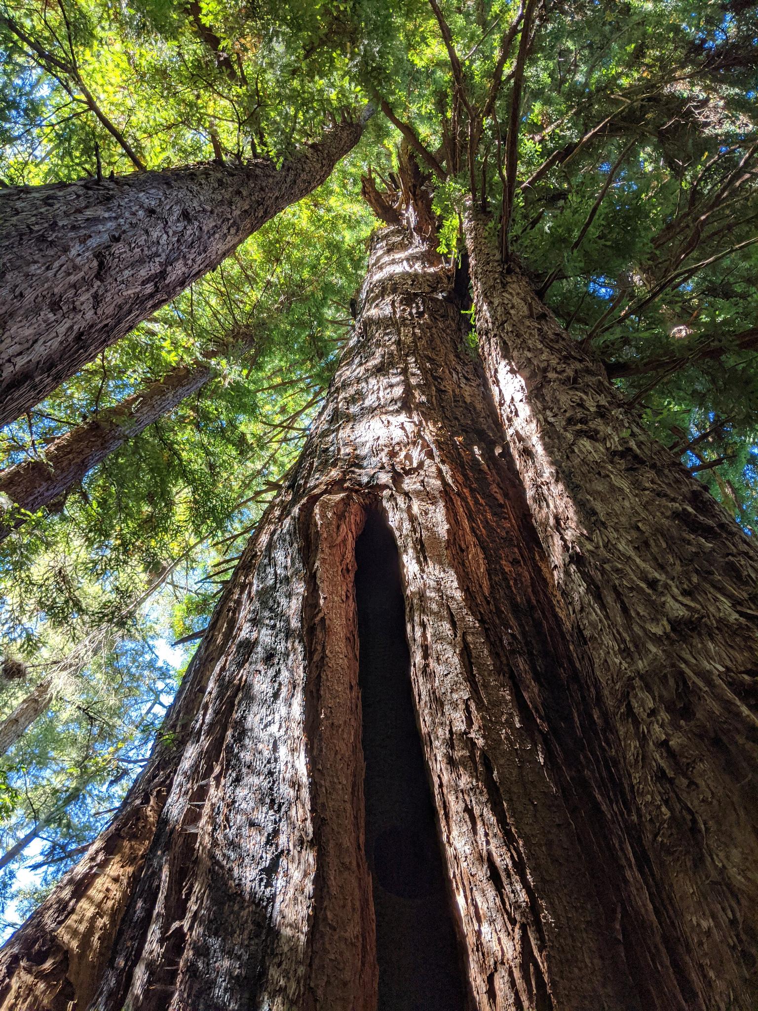 Looking up at a giant tree with a hollowed-out trunk in dappled sunlight.