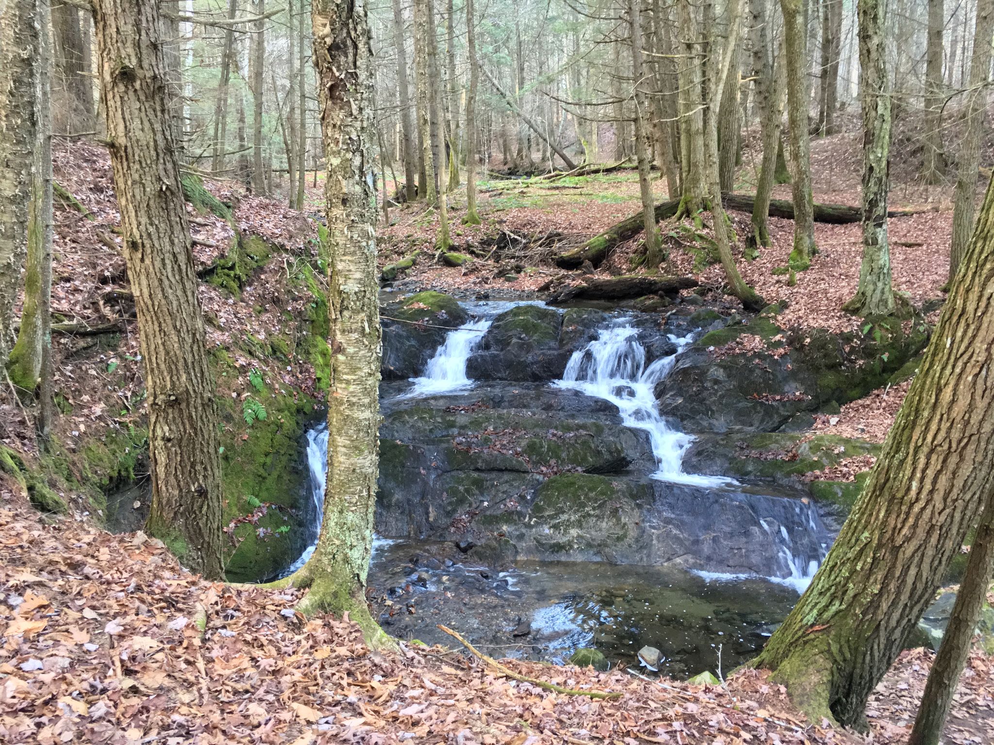 A small cascading stream flows through a dense, mossy forest with fallen leaves. - Lower Slade Brook Waterfall Trail