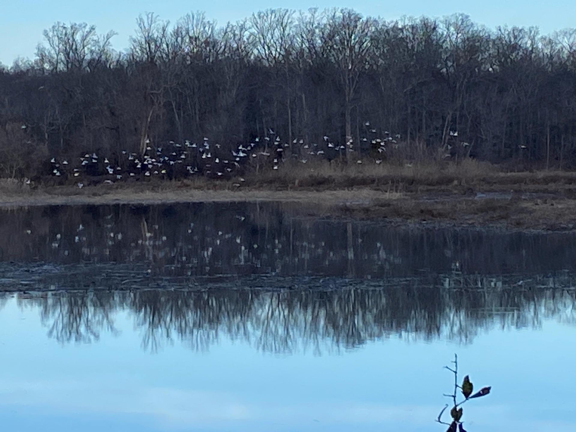 A flock of white birds flies over a calm lake reflecting bare trees.