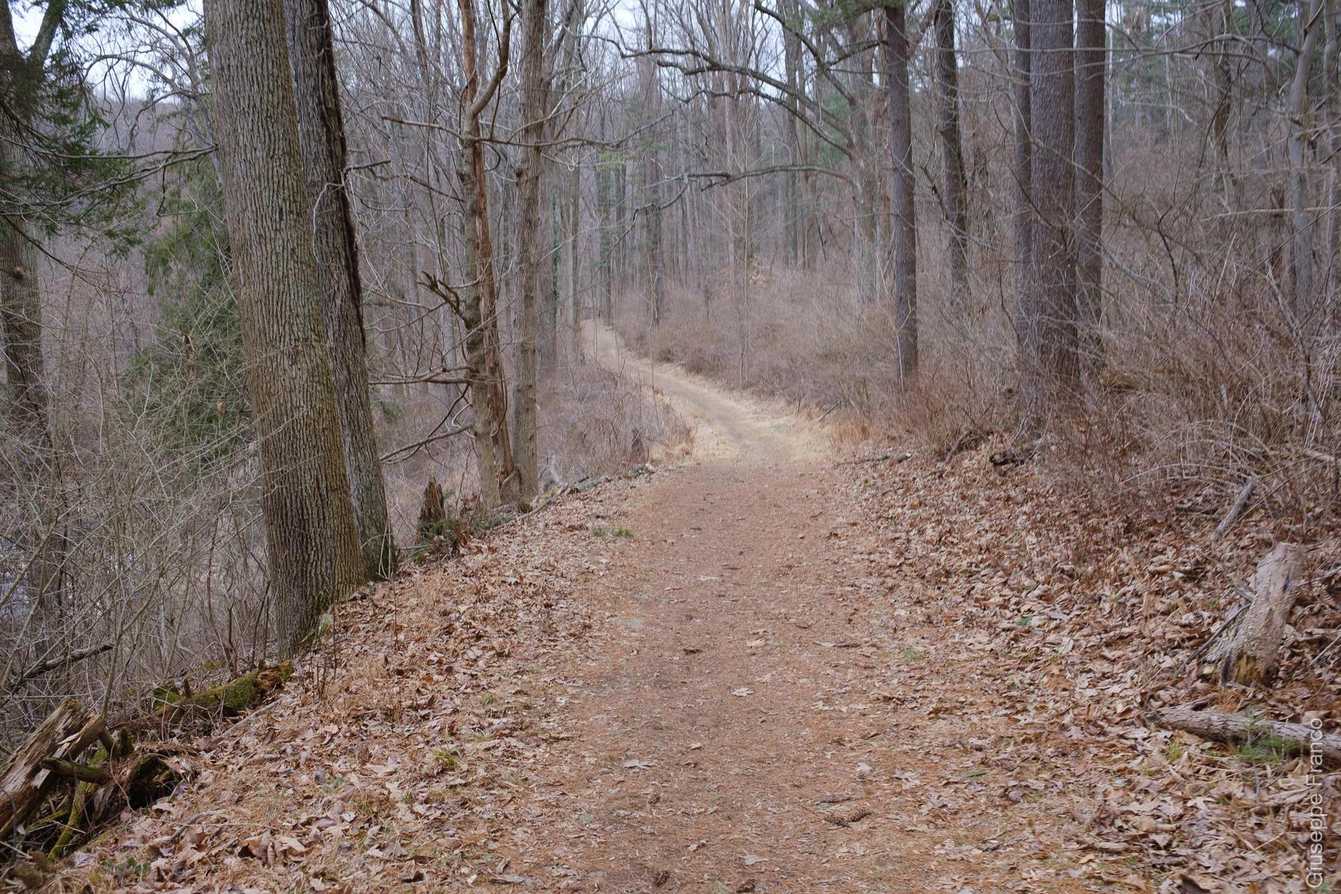 Overcast dirt path winding through a bare winter forest.
