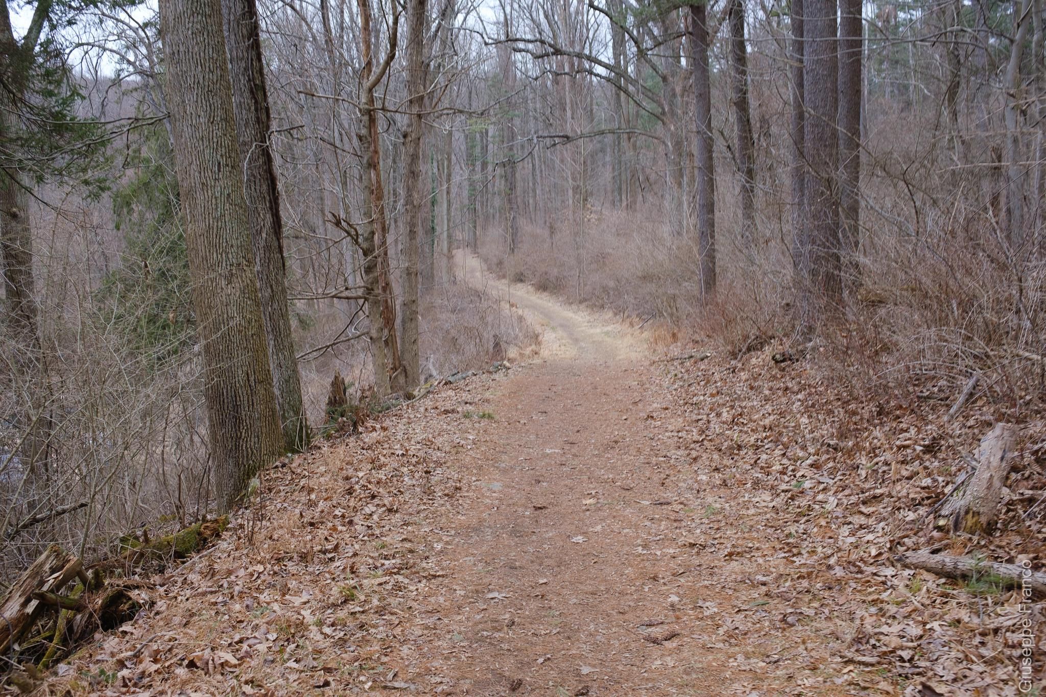 Overcast dirt path winding through a bare winter forest. - Mount Penn Preserve – Mount Penn Preserve loop from Lower Alsace Township