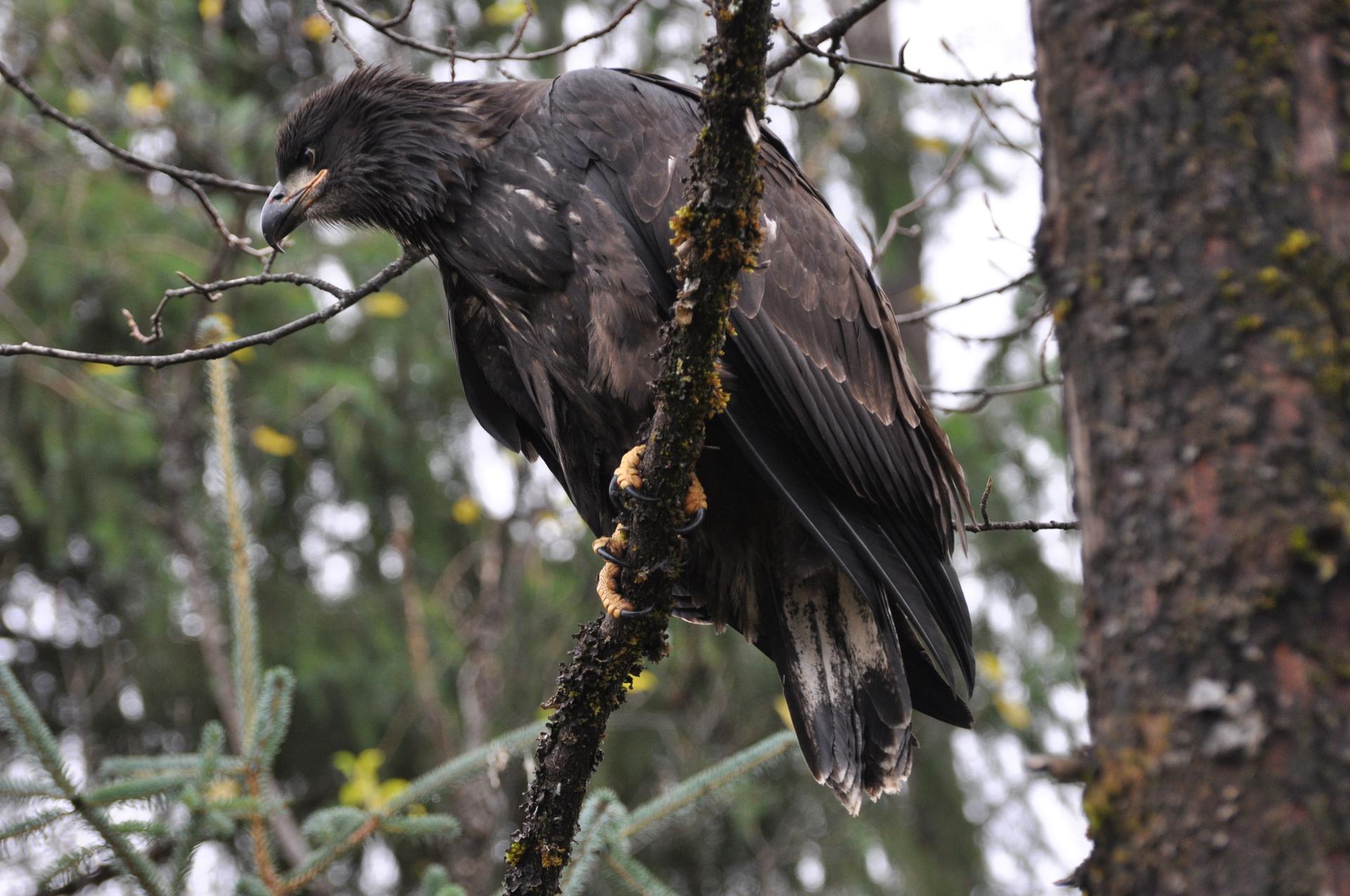 Large dark bird with a hooked beak perched on a mossy tree branch.