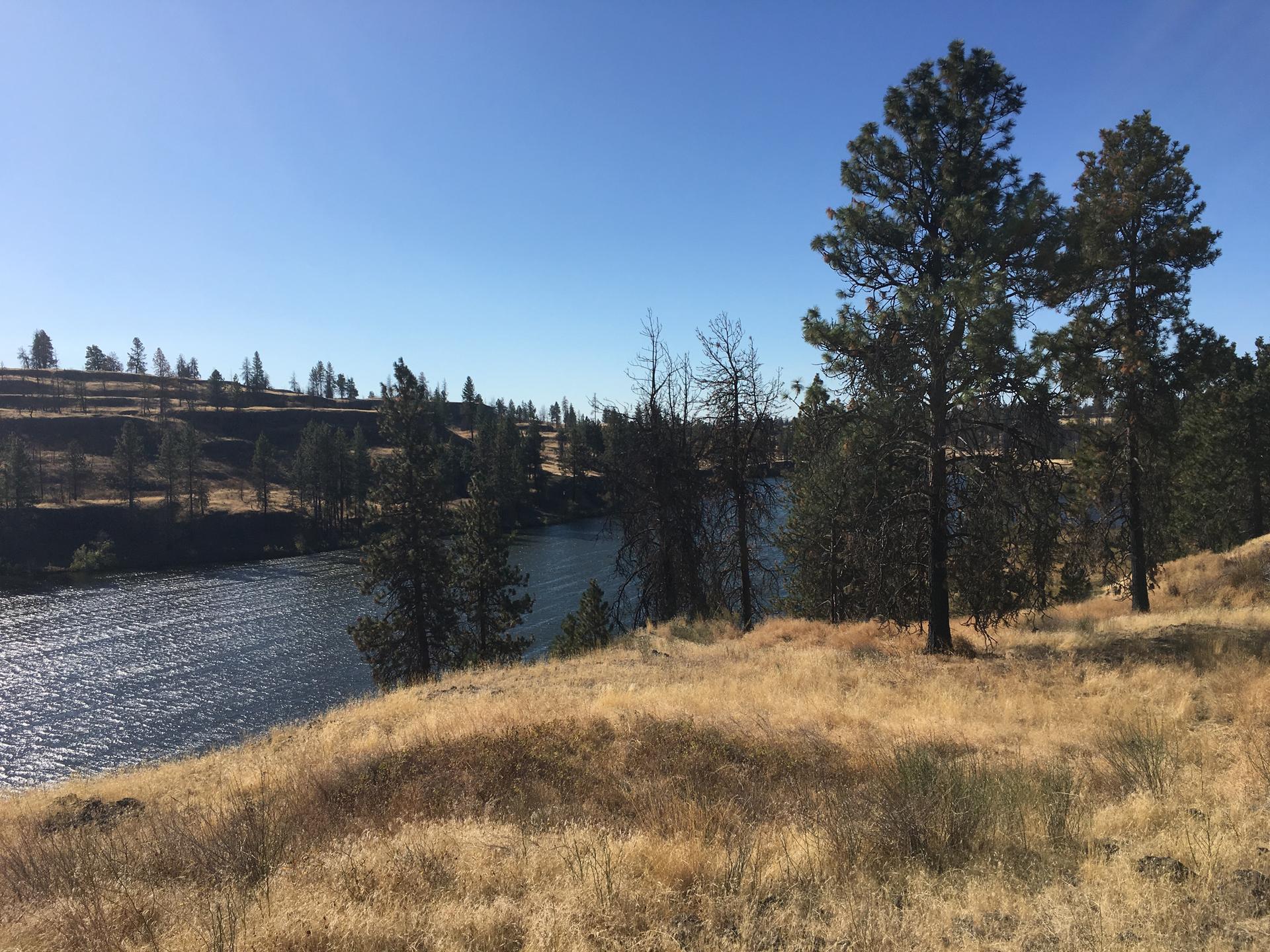 Wide river flowing through dry, grassy landscape with pine trees under clear blue sky.