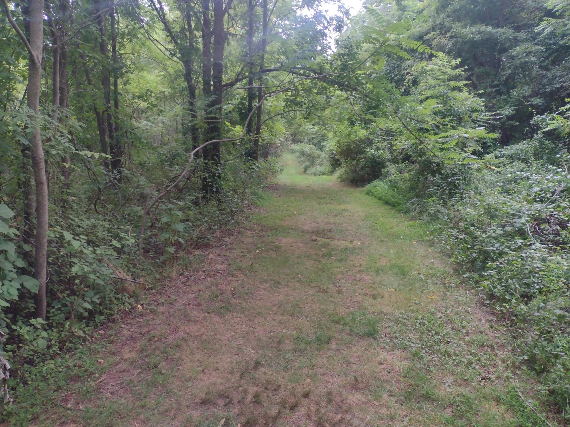 A narrow grassy path leads into a dense, green, overgrown forest.