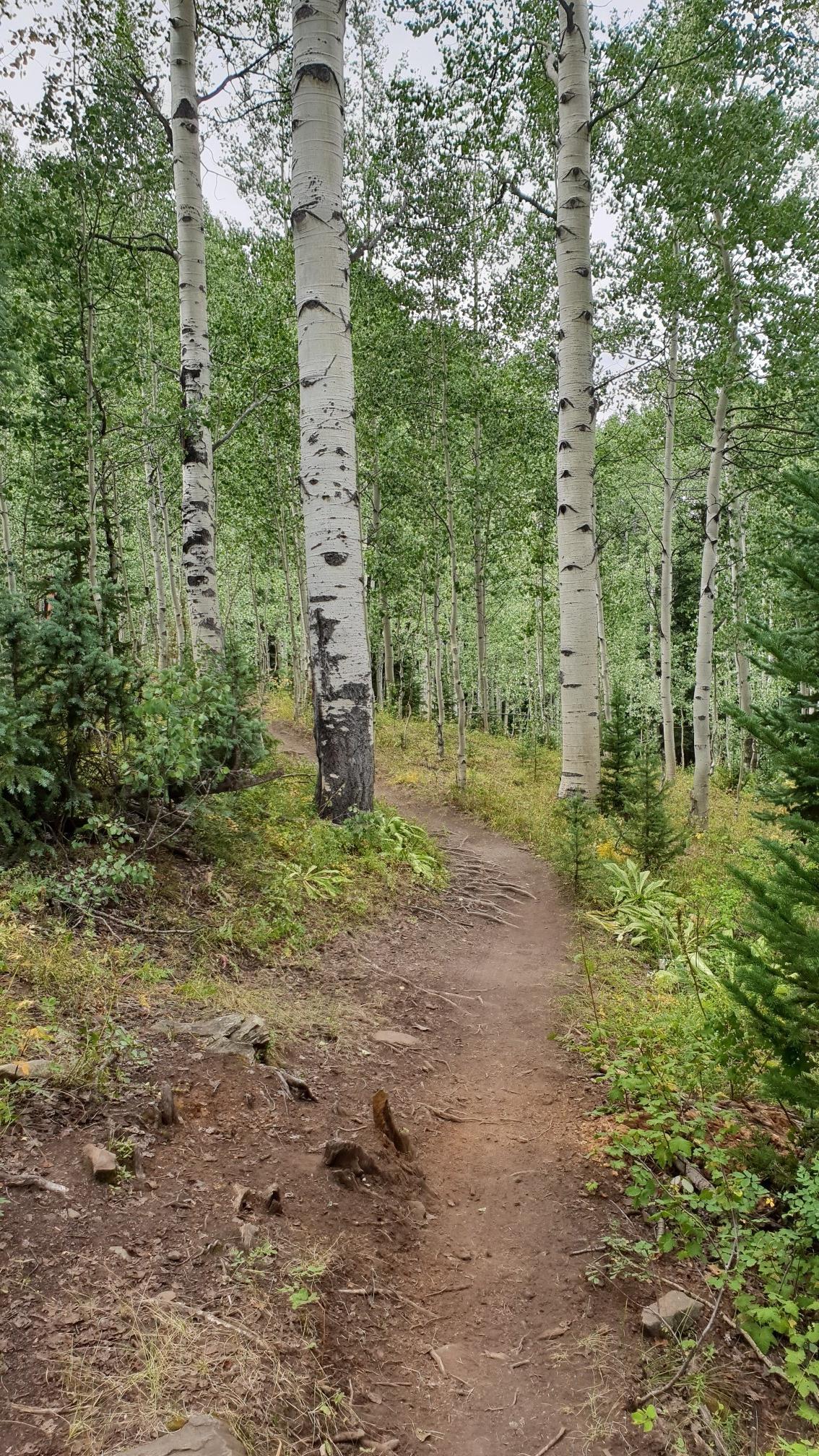Narrow dirt trail winds through a dense forest of tall, white-barked aspen trees.