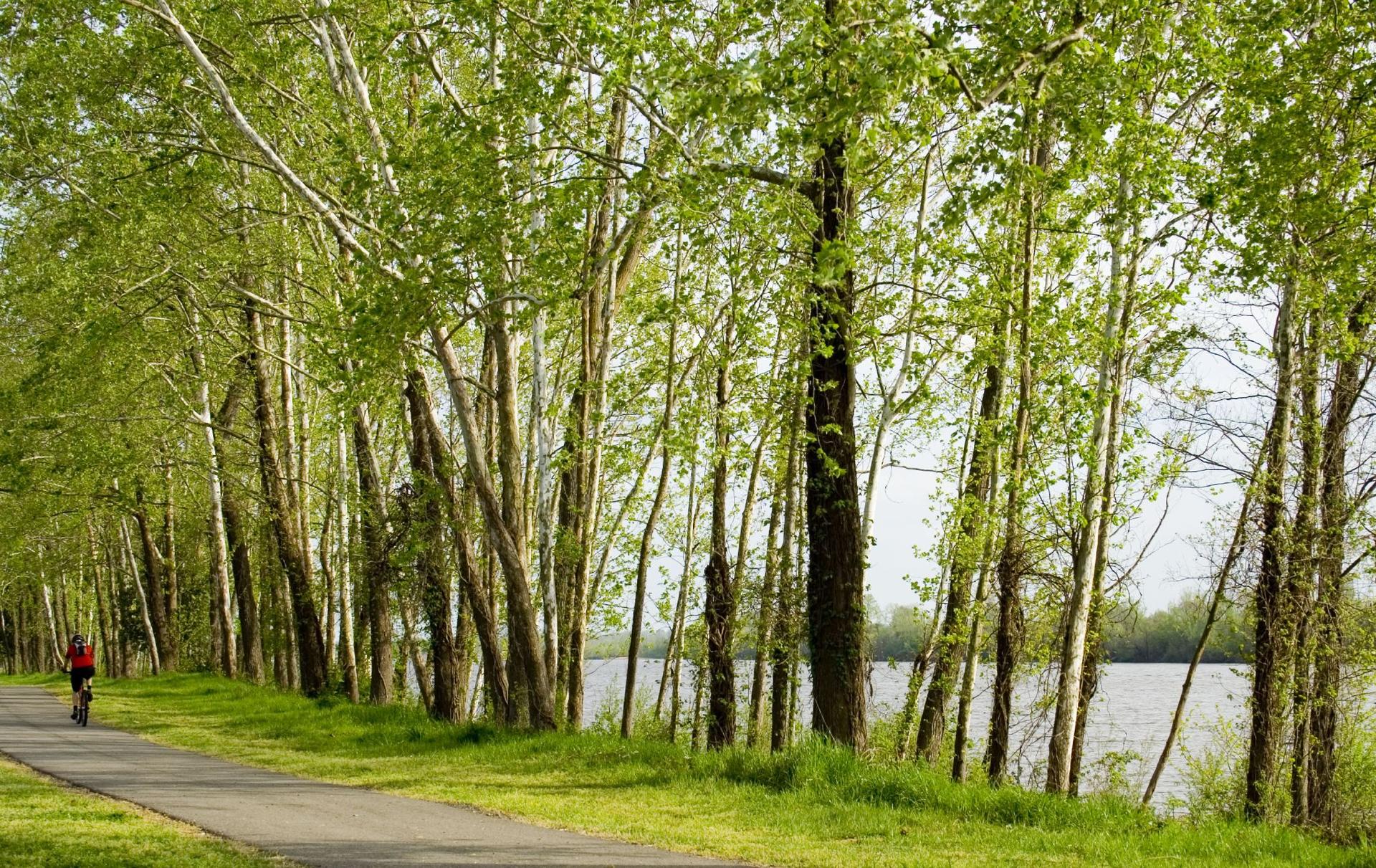 Bright daylight illuminates a person cycling on a path next to a tree-lined river.