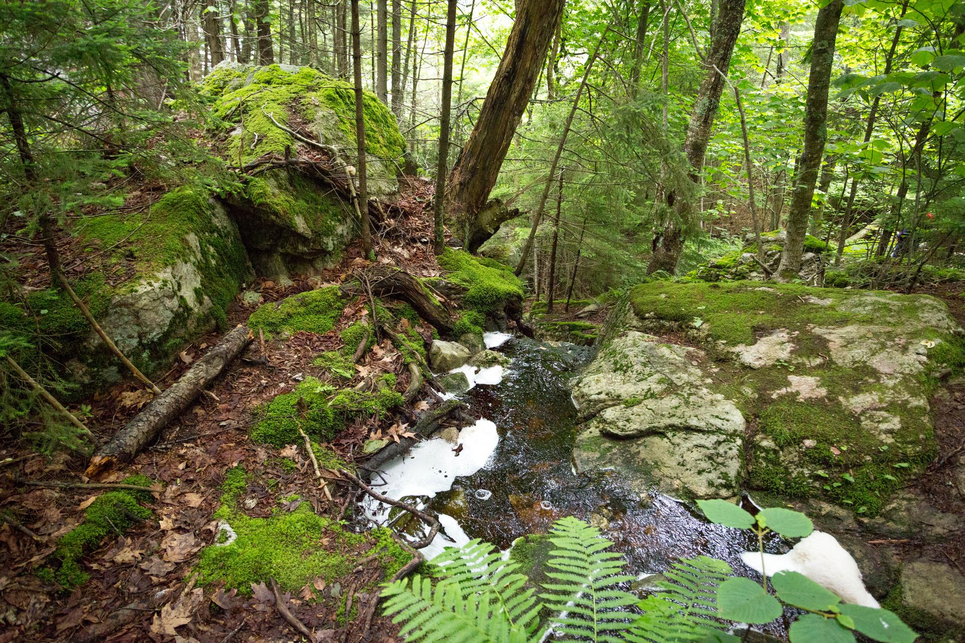A small stream flows through a lush, mossy forest with large rocks.