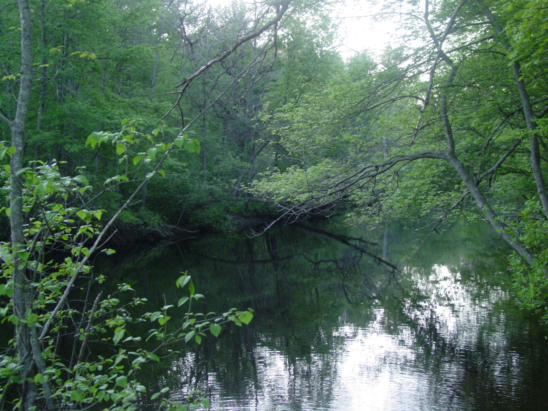 A calm river reflecting green trees and overcast sky in a dense forest.