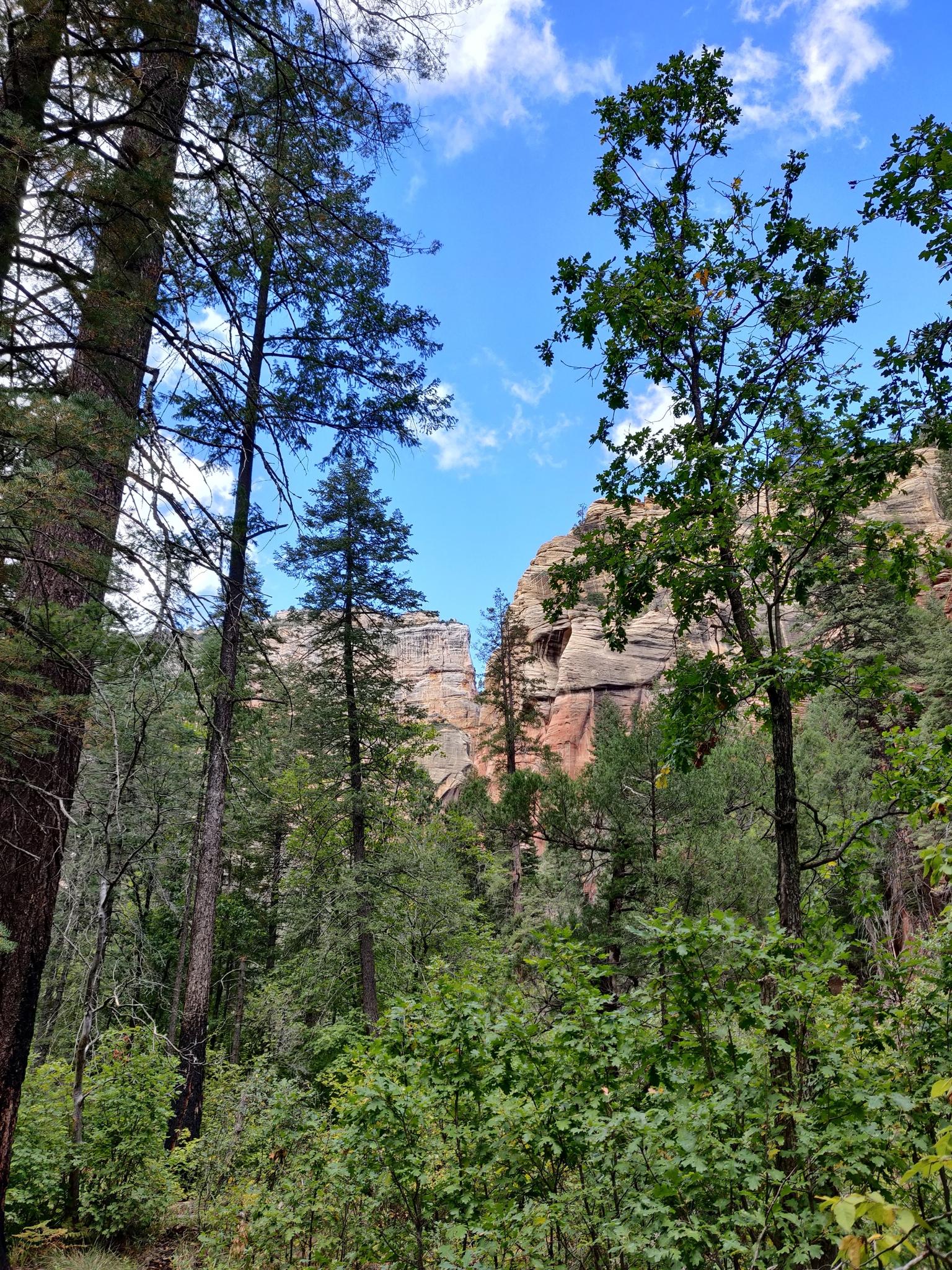 Tall pine trees frame distant rock formations under a bright blue sky.