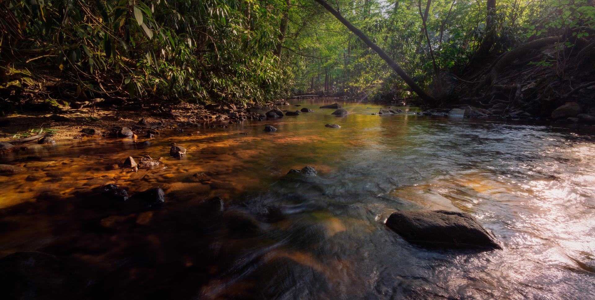 Dappled sunlight illuminates a shallow, rocky stream winding through a dense forest.