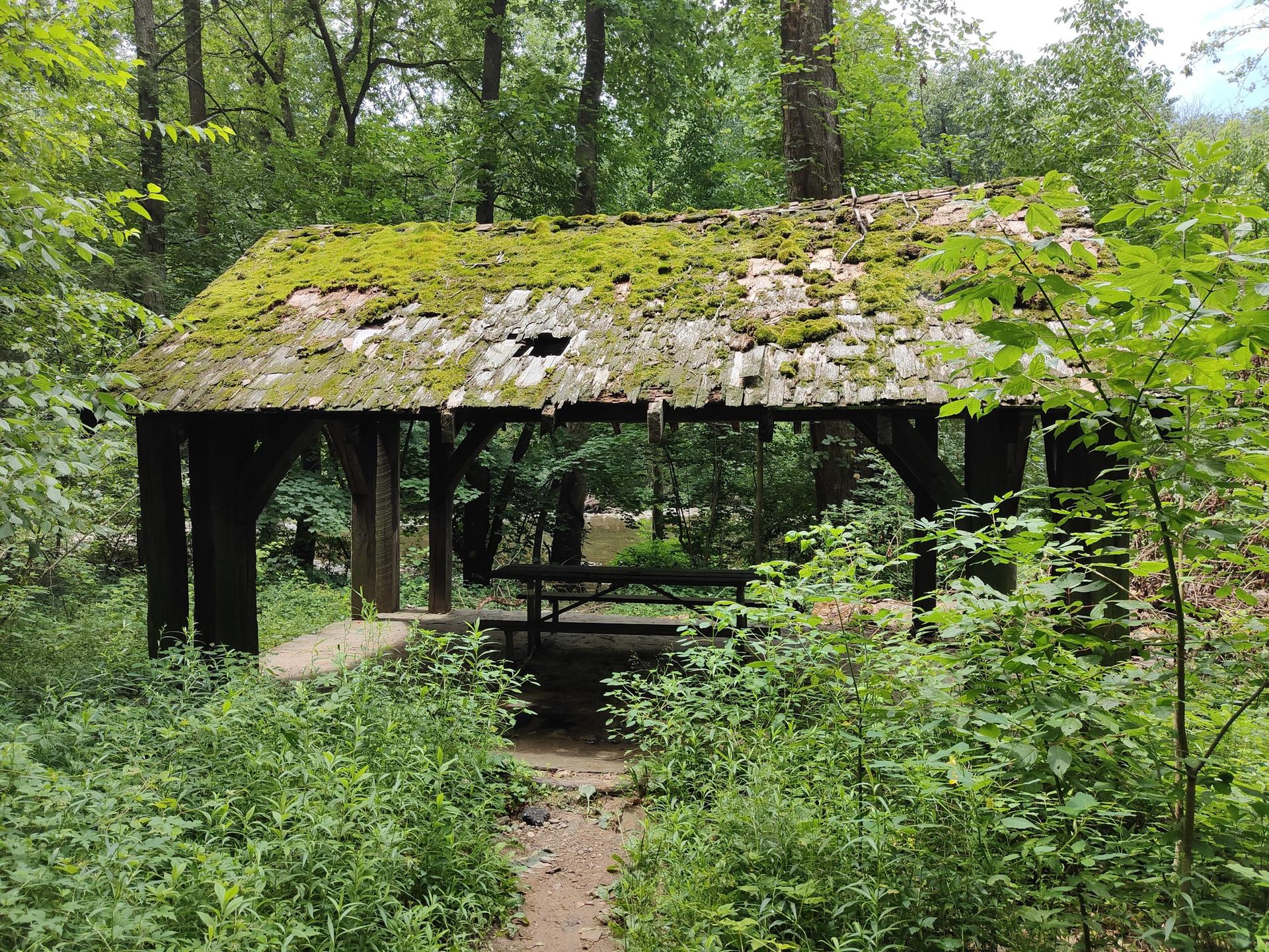 An old wooden shelter with a mossy roof sits in a dense green forest.