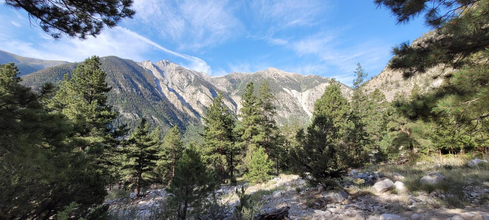 Sunny mountain landscape with a dense pine forest and clear blue sky.