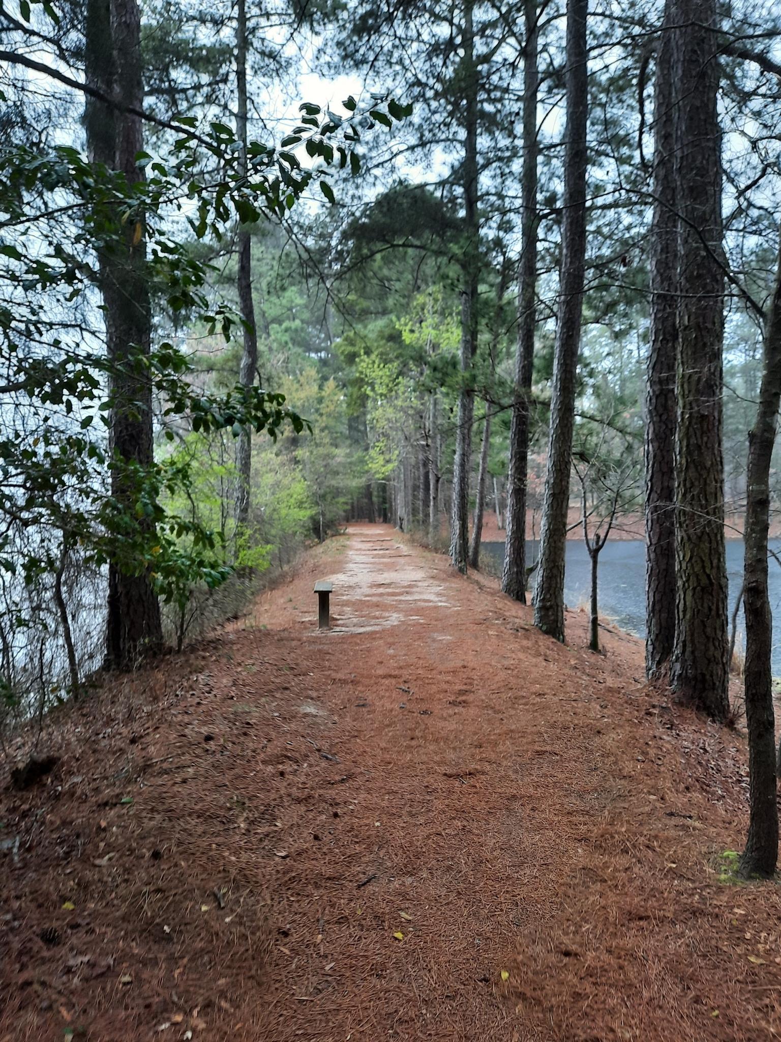 A narrow dirt path lined with tall trees, water visible on both sides.