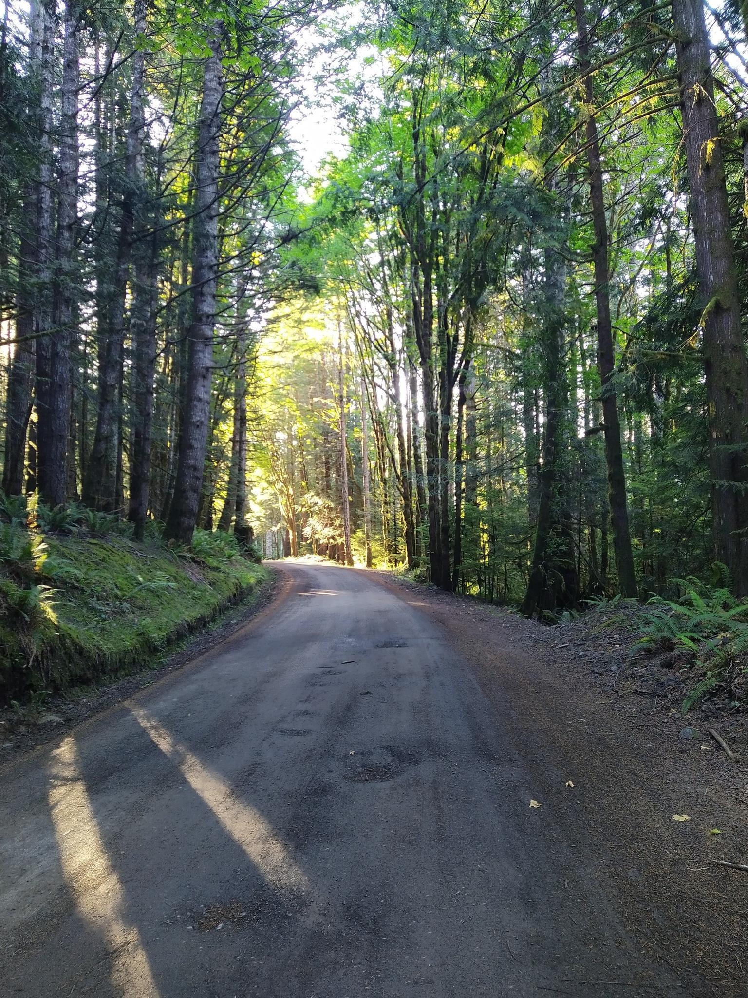 Sunlight filters through tall trees onto a dirt road winding through a forest.