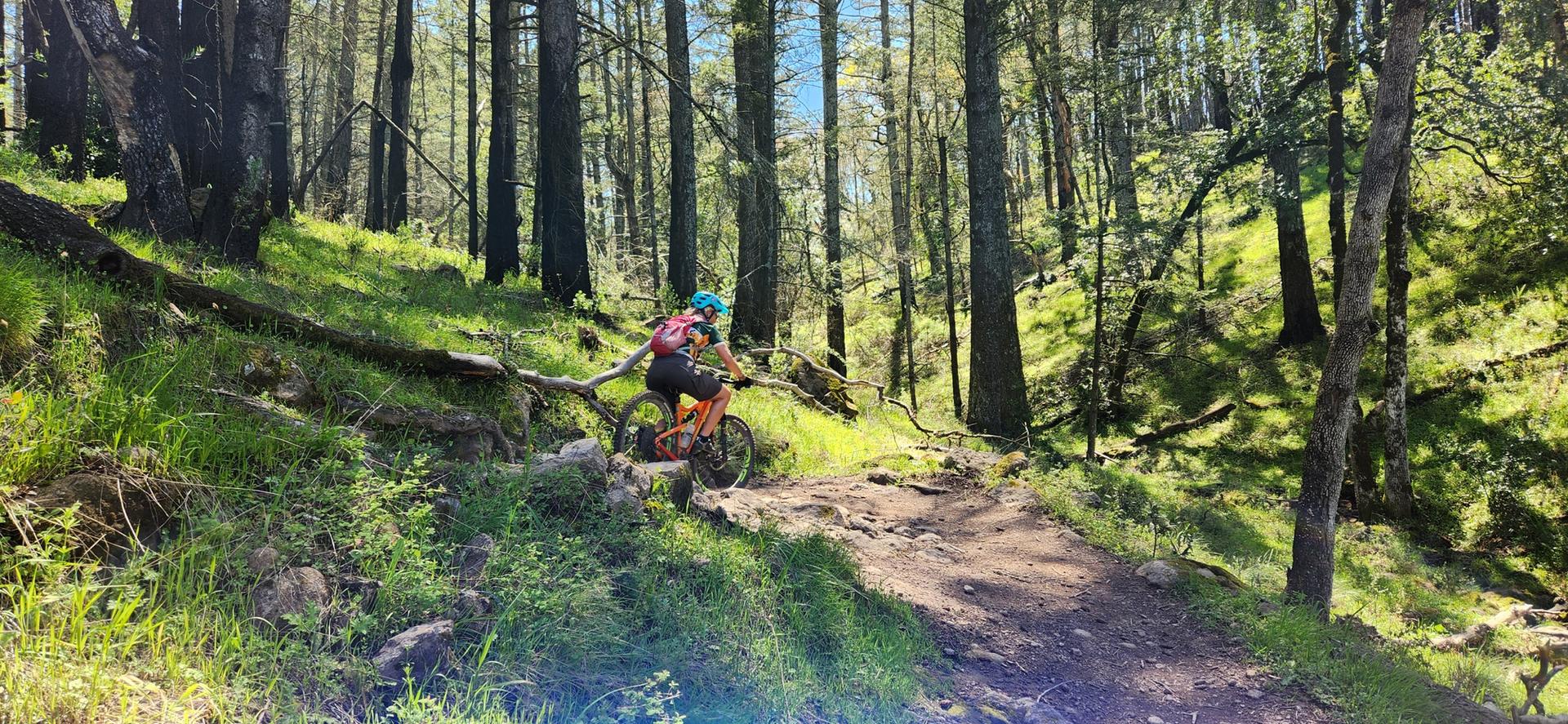 Mountain biker descends a rocky dirt trail through a sun-dappled forest.