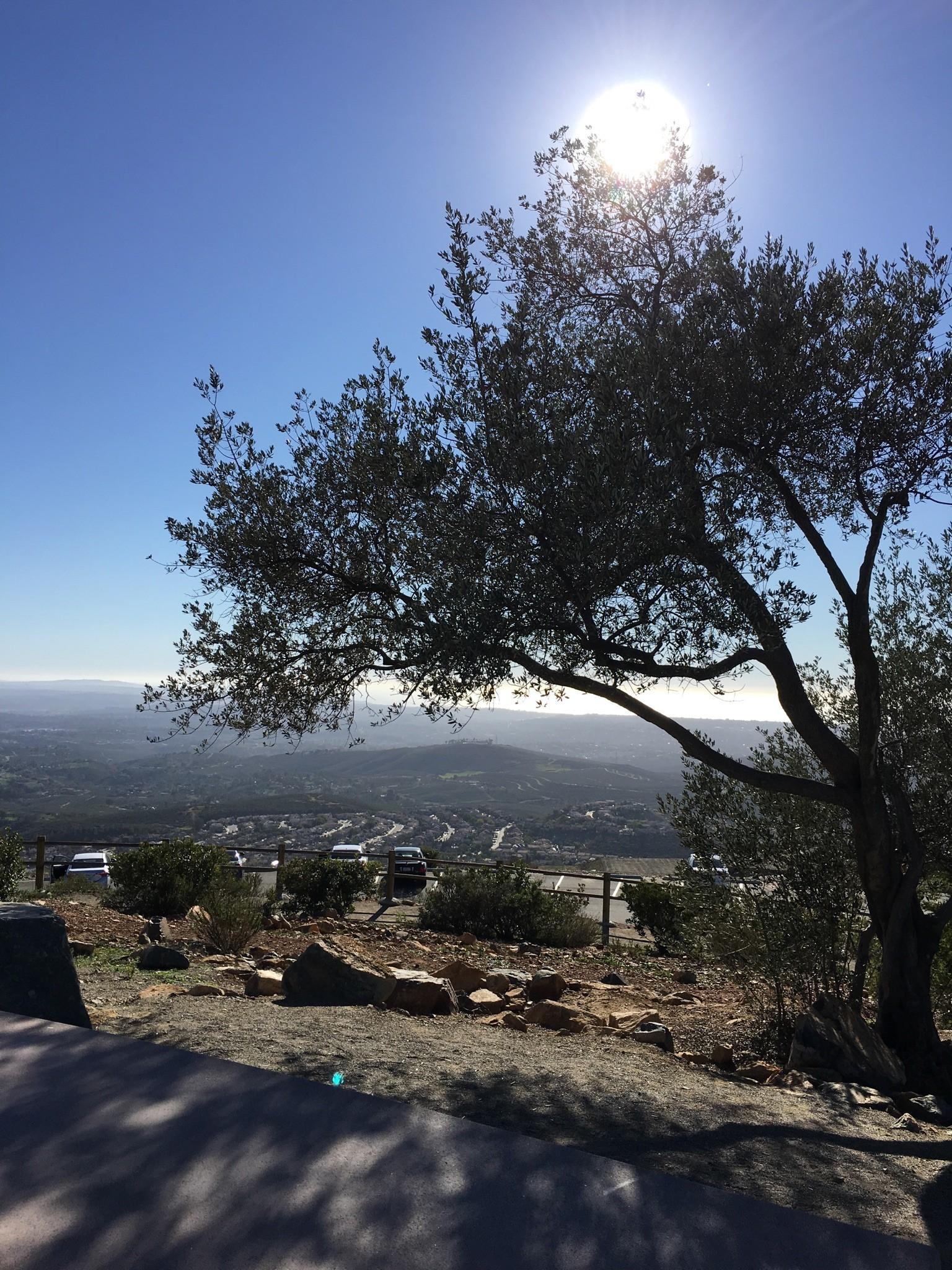 Bright sun shines behind a tree, overlooking a valley and distant ocean.