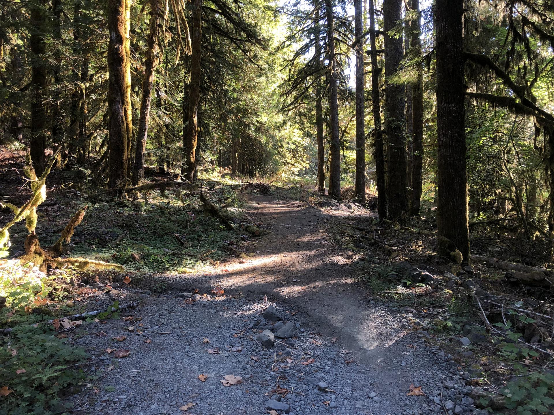 Dappled sunlight illuminates a winding dirt path through a dense forest.