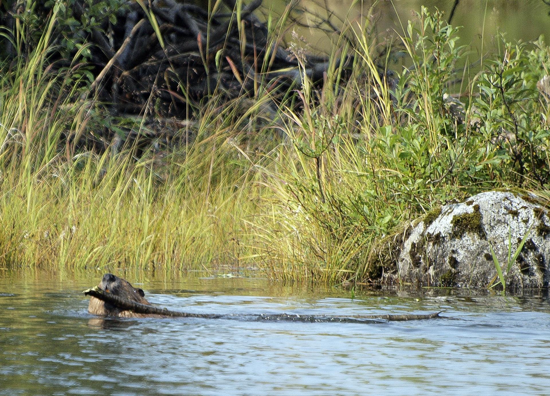 A beaver swims in water, carrying a stick, near a grassy bank.