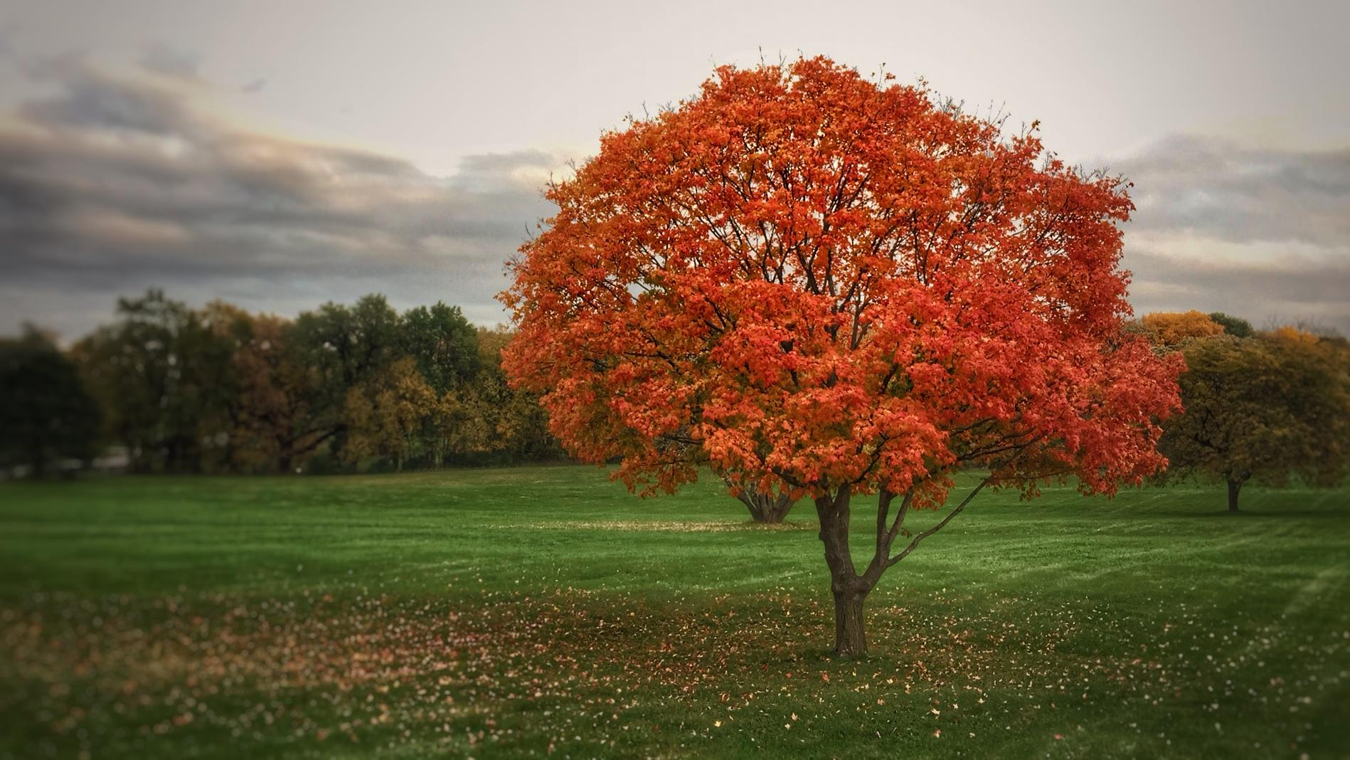 A single vibrant orange tree stands in a green field under a cloudy sky.