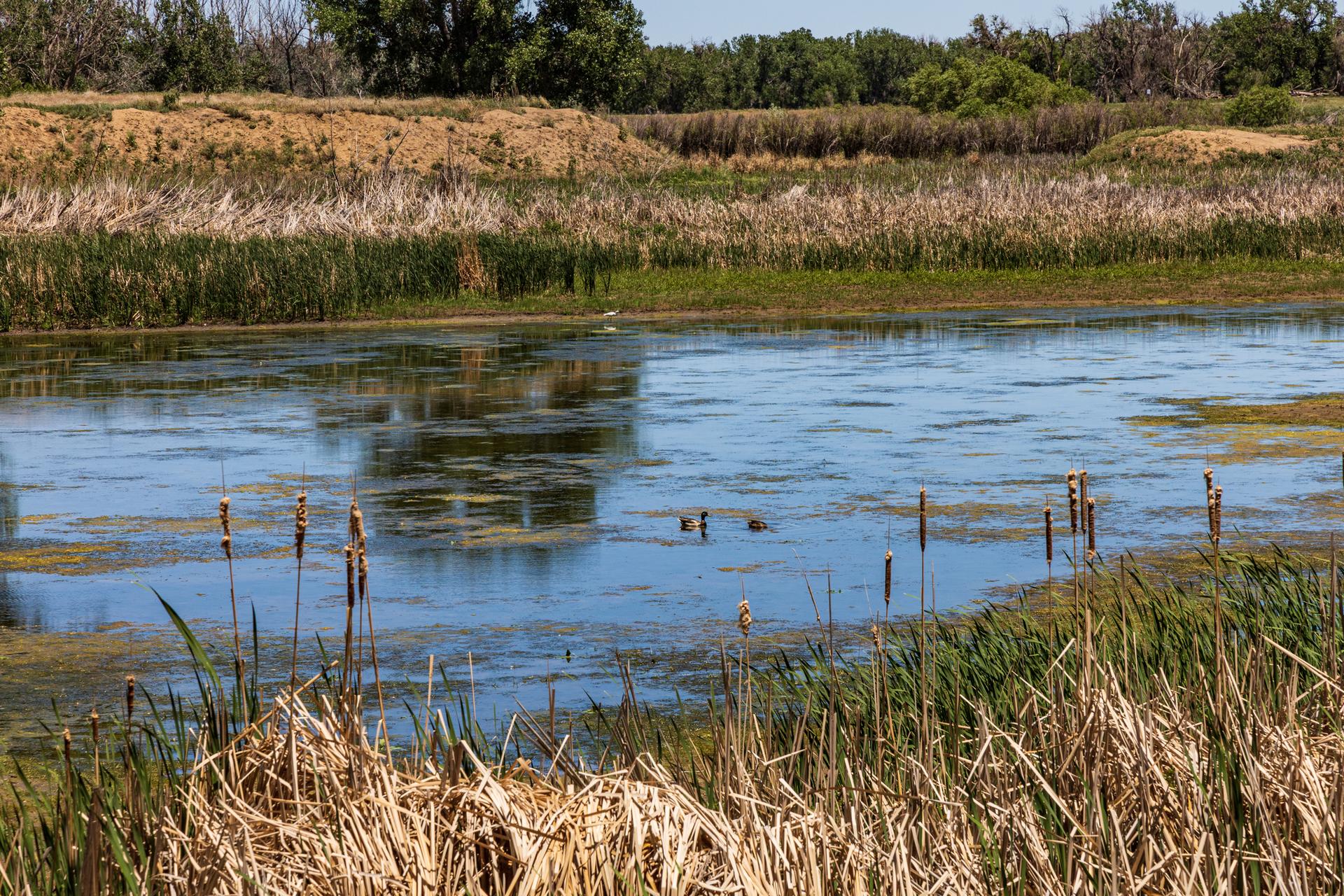 Ducks swim in a sunny wetland with cattails and tall grasses.