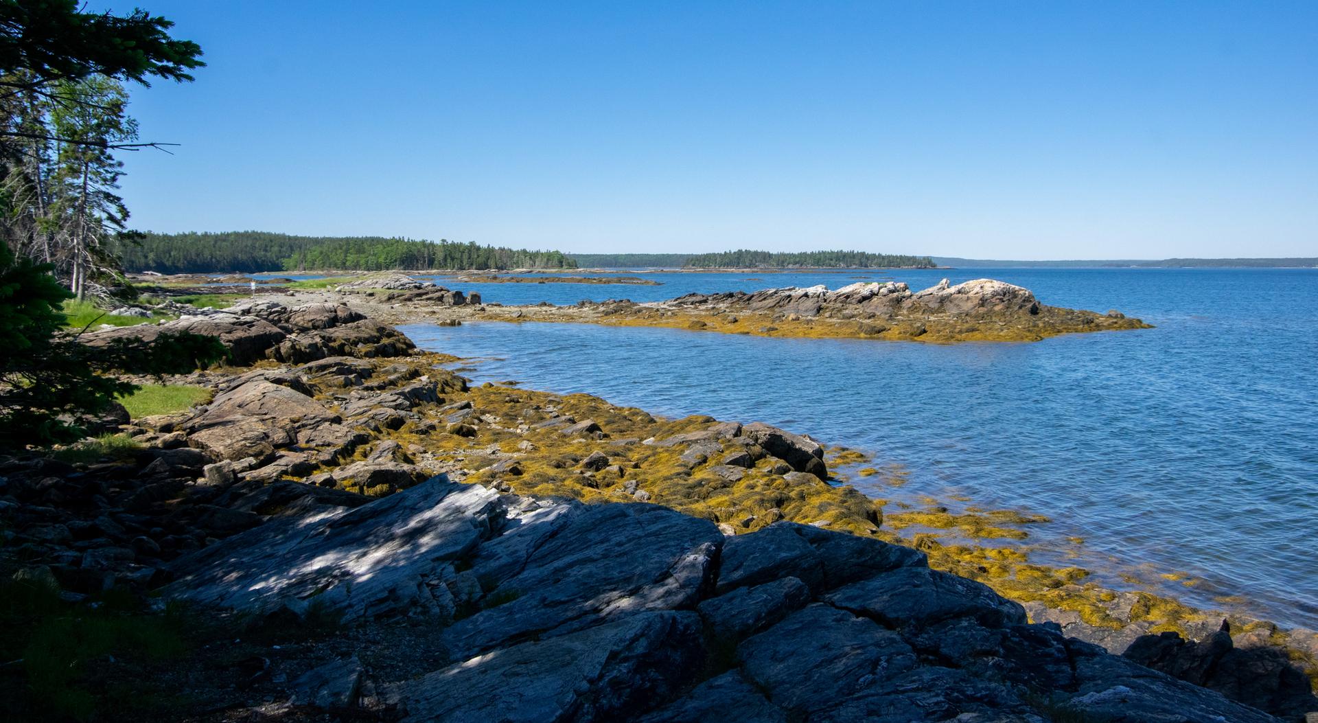 Sunny blue ocean meets a rocky, seaweed-covered coastline with distant trees.