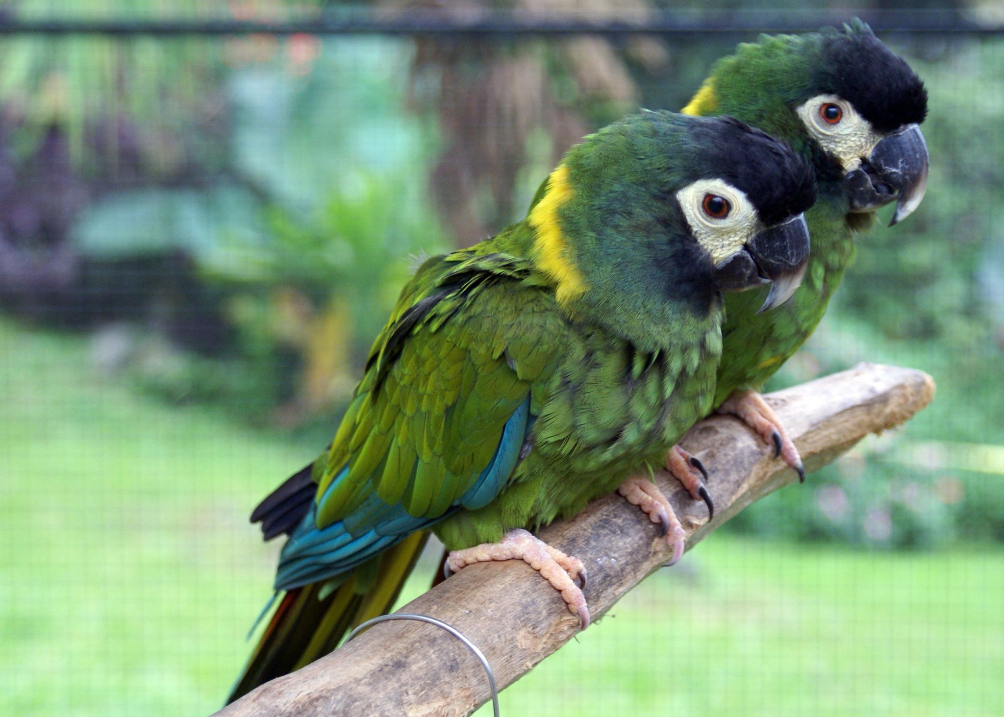 Two vibrant green parrots with black heads perch on a branch in bright light. - Volcano to Keaʻau loop