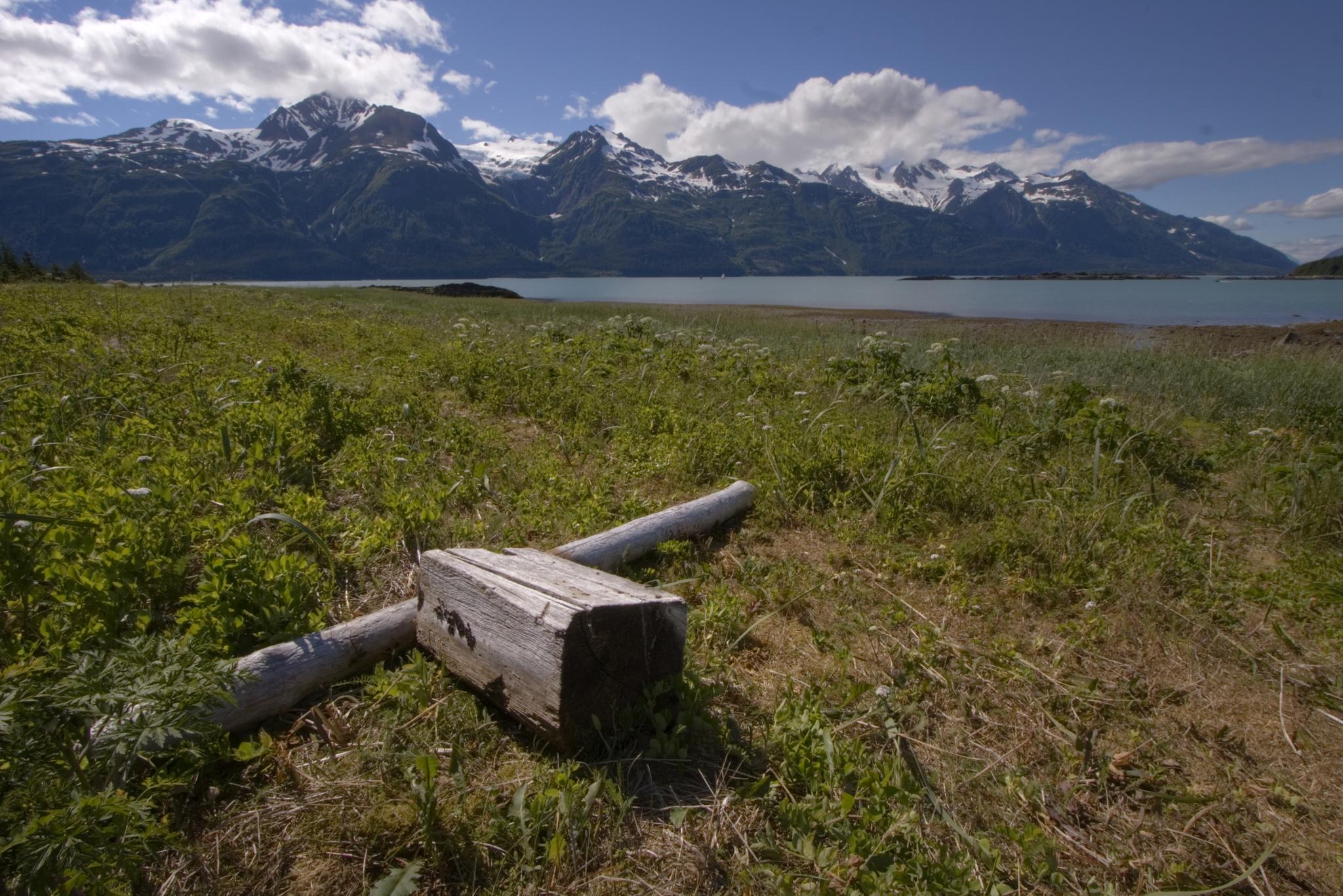 Log in grassy field with water and snow-capped mountains under sunny sky.