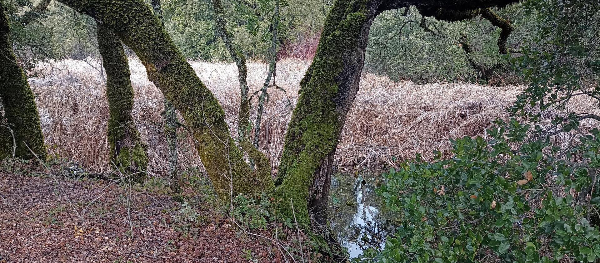 Moss-covered tree trunks stand by water with tall dry reeds in muted light.