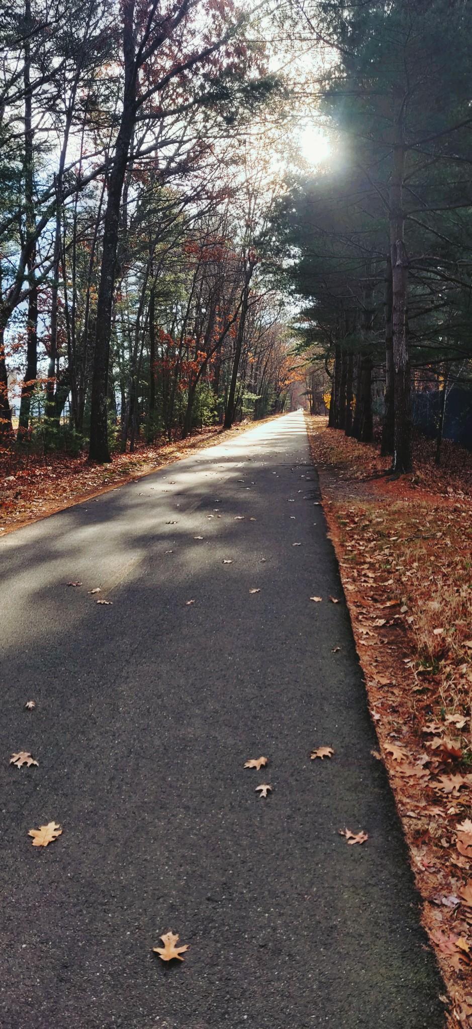 Paved path through autumn forest with sun shining through trees.
