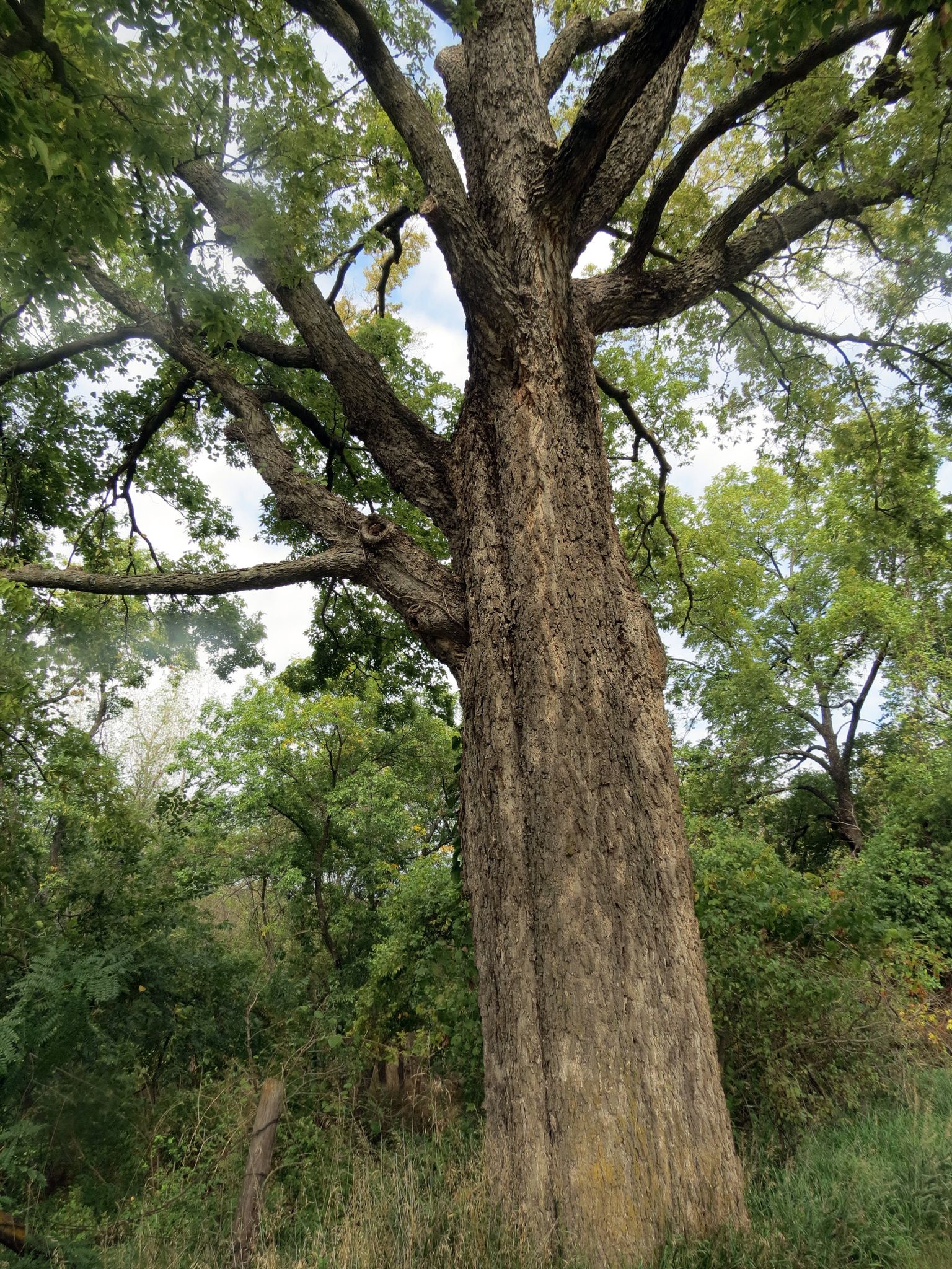 A massive tree trunk with branches reaching into an overcast sky. - Red Valleys Trail