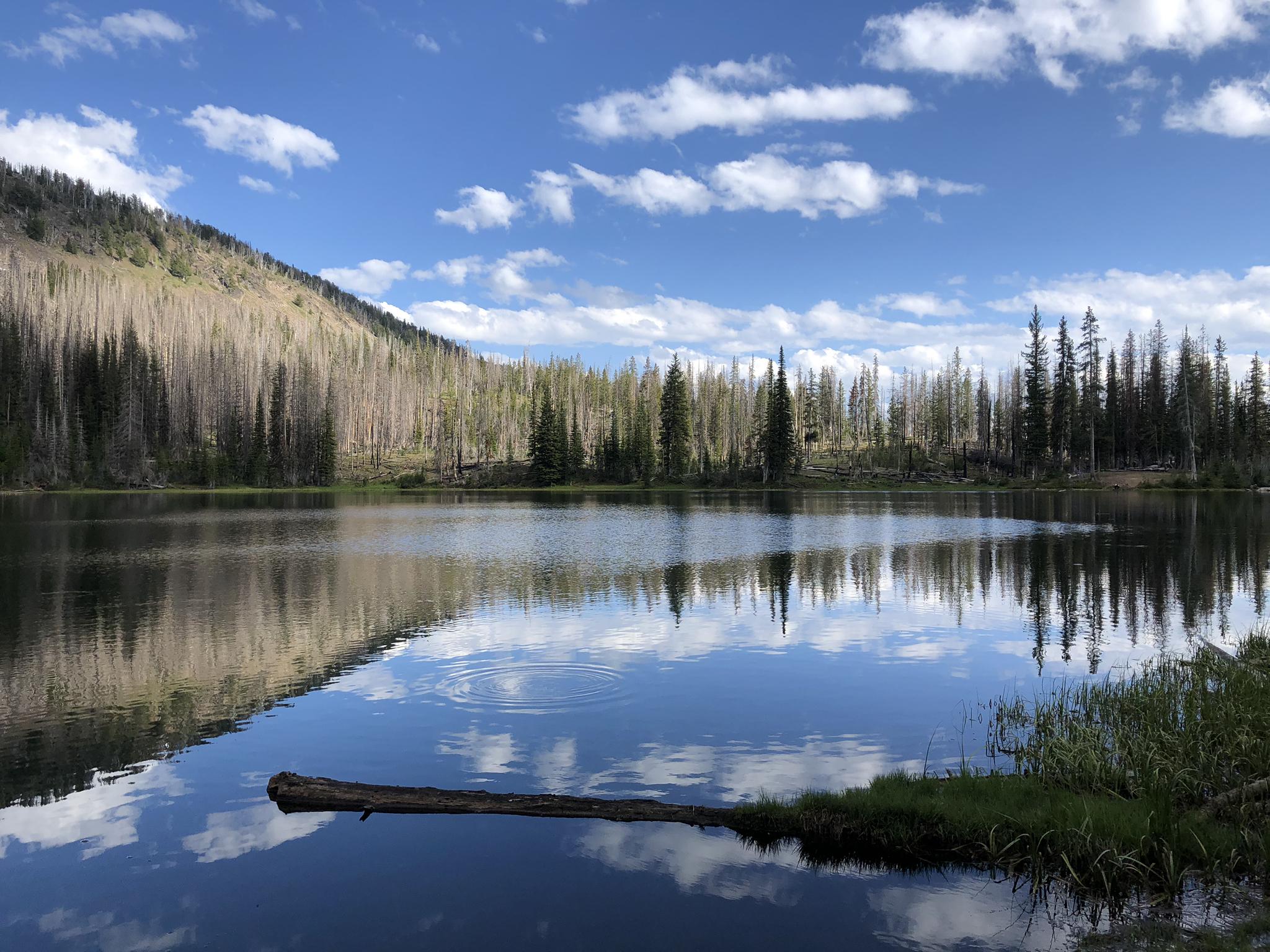 A calm lake reflects a forested hillside under a bright, cloudy sky.