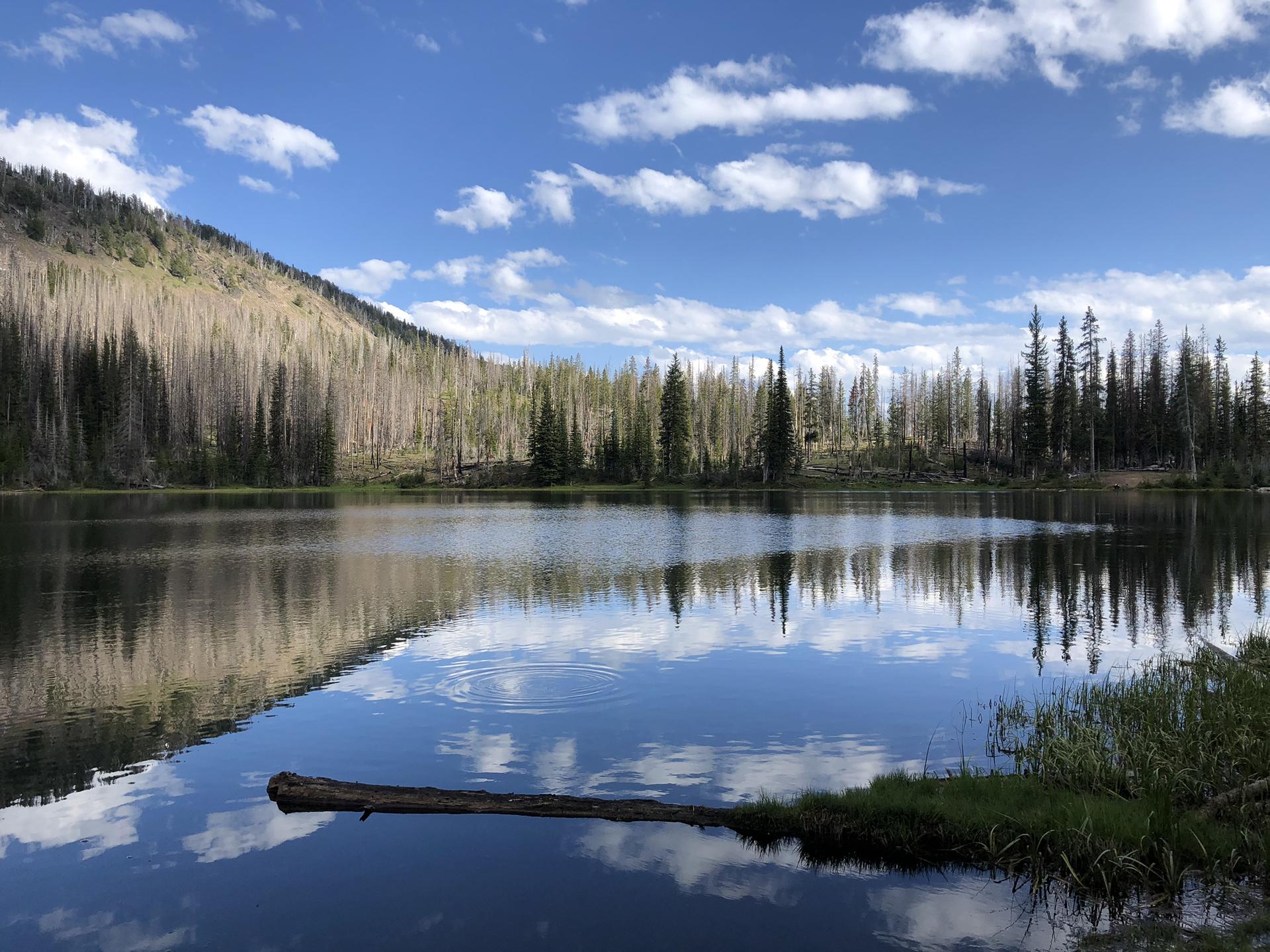 A calm lake reflects a forested hillside under a bright, cloudy sky.