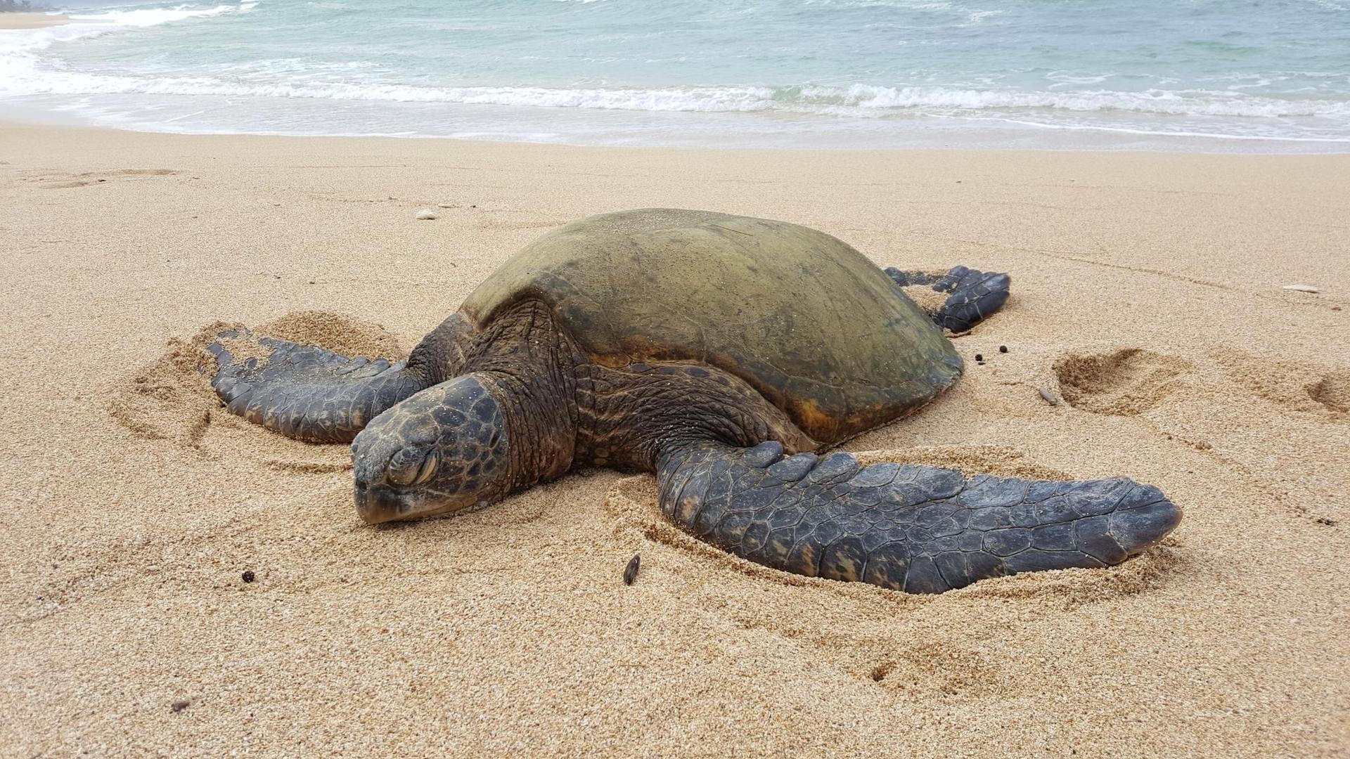 A large sea turtle rests on a sandy beach with gentle ocean waves.