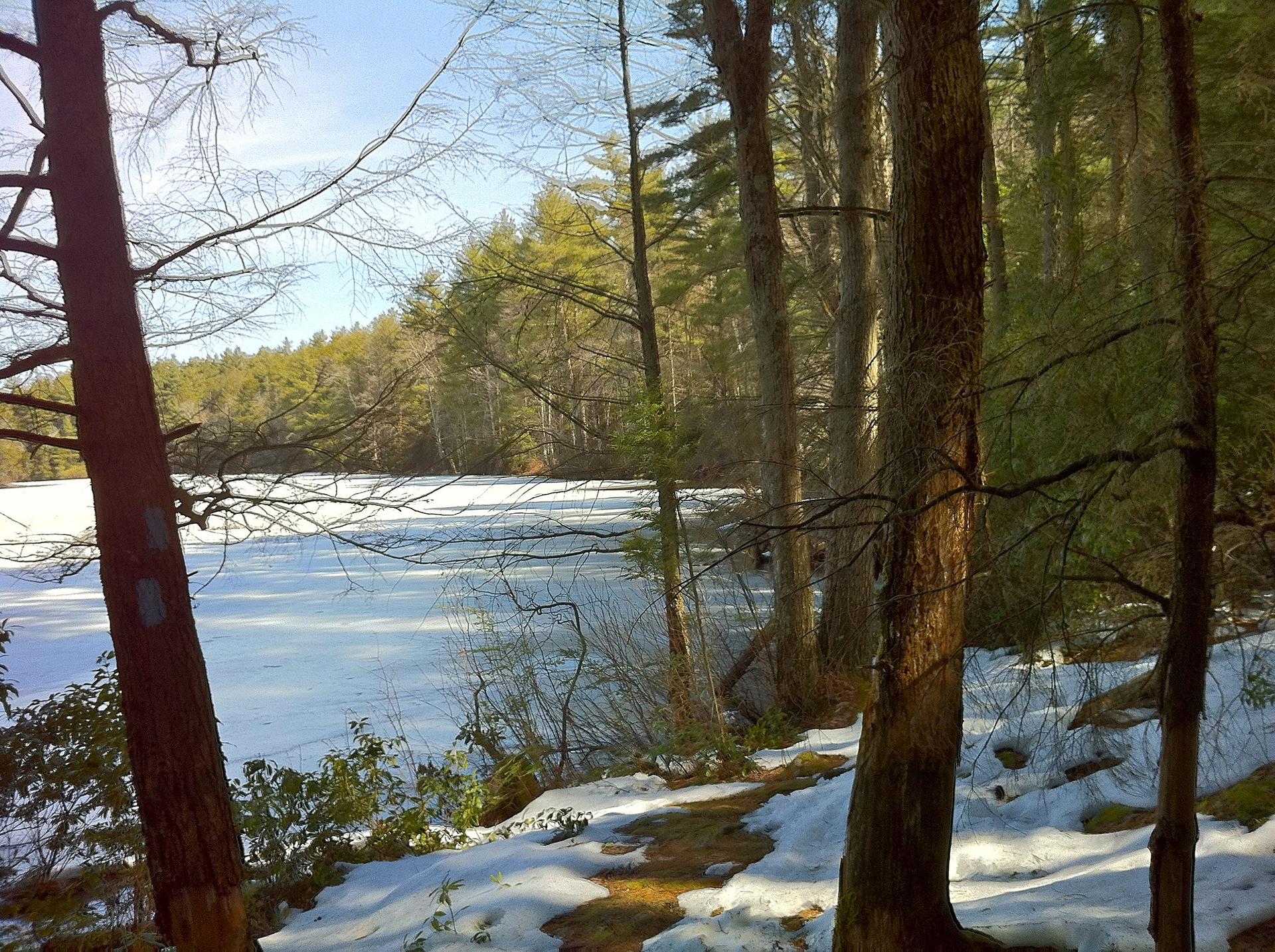 Sunny winter forest scene with a partially frozen lake and snowy ground.