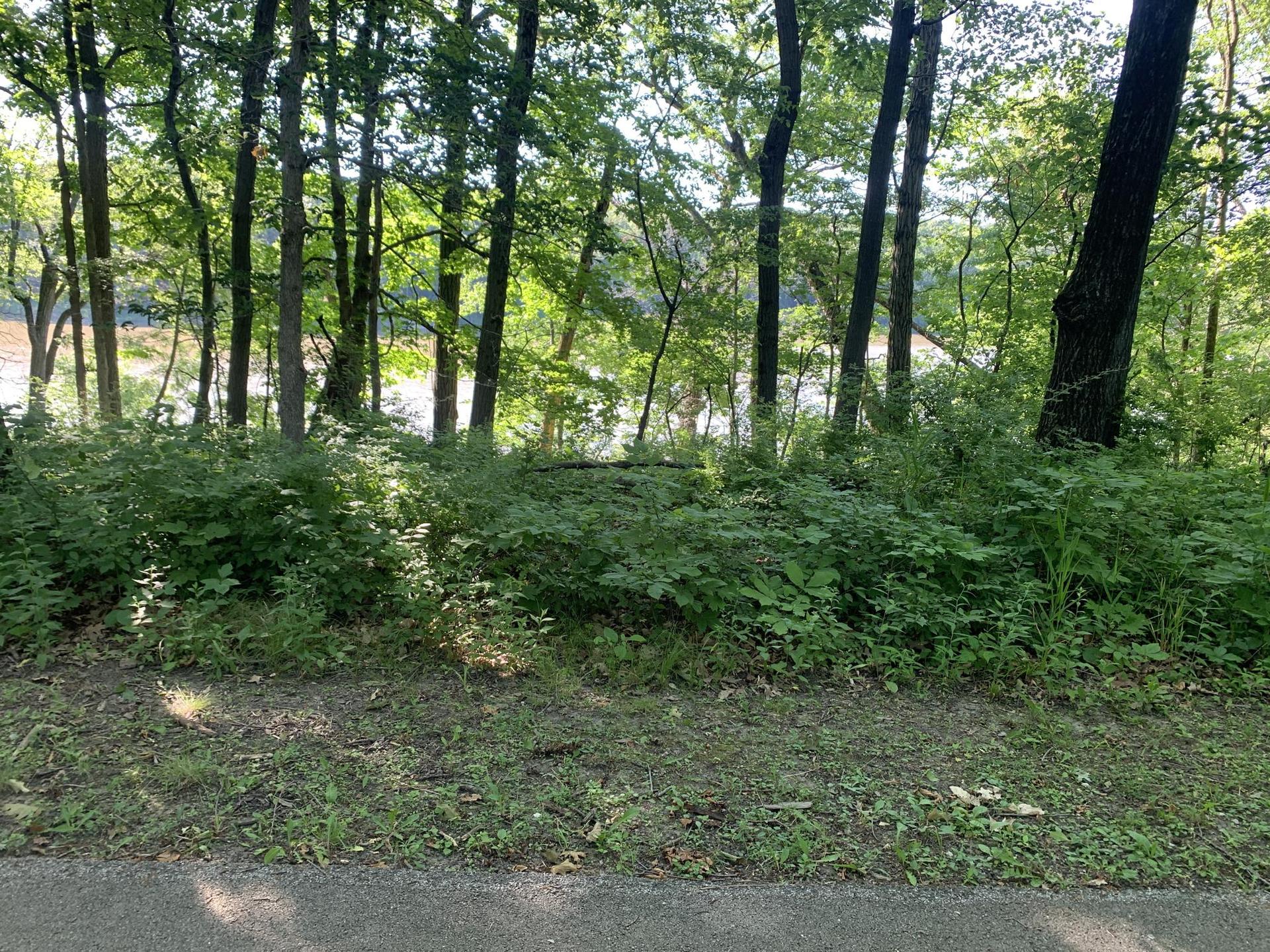 Dense green undergrowth and trees with a glimpse of water beyond.