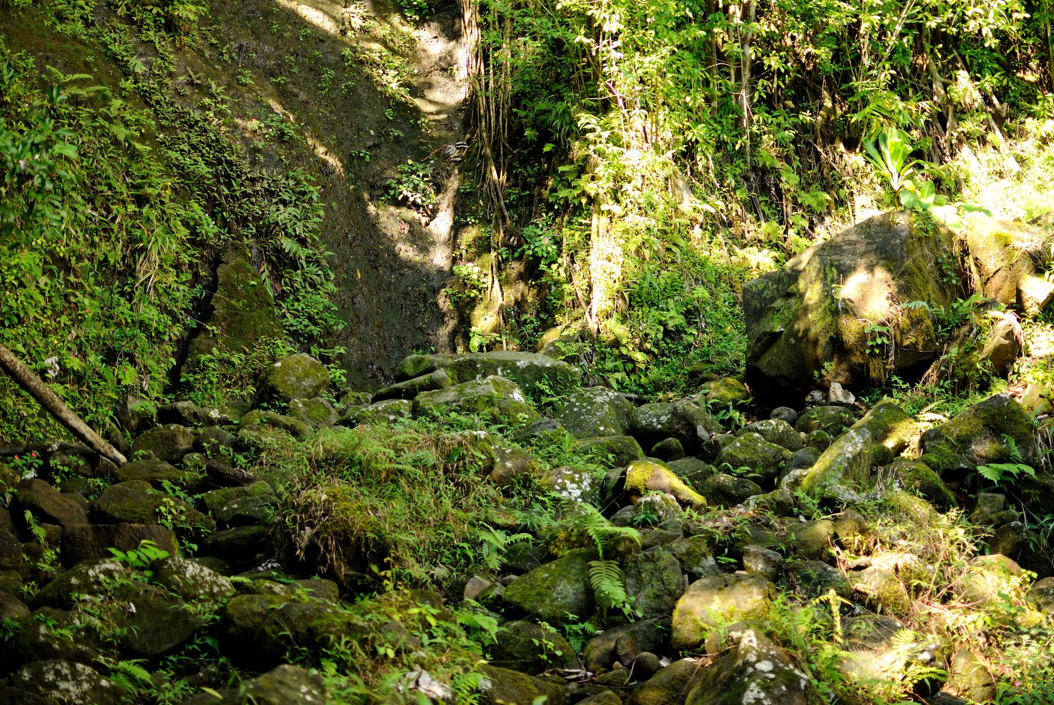 Lush green forest floor with moss-covered rocks and dappled sunlight.