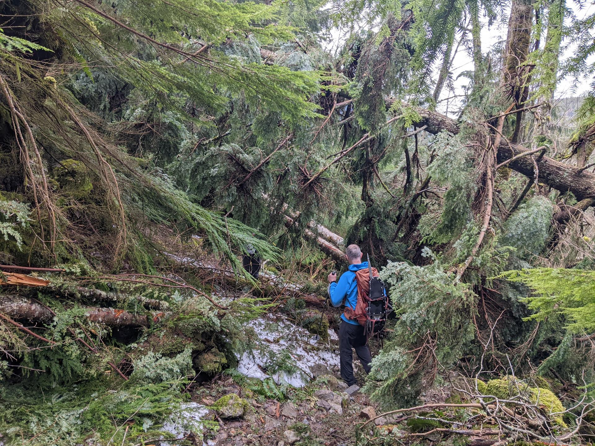 Hiker in blue jacket navigating through a dense forest of fallen trees.